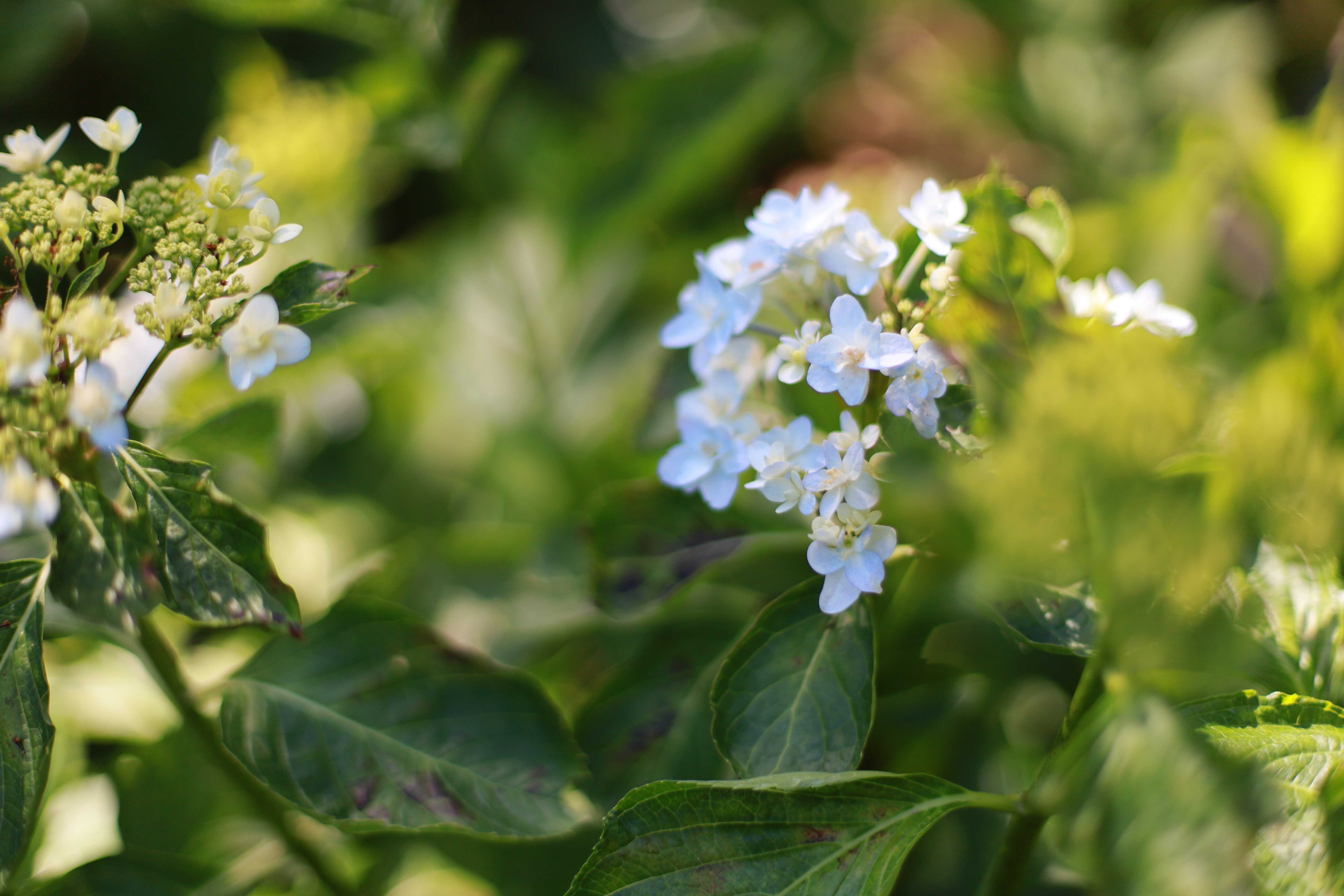 三室戸寺の画像7