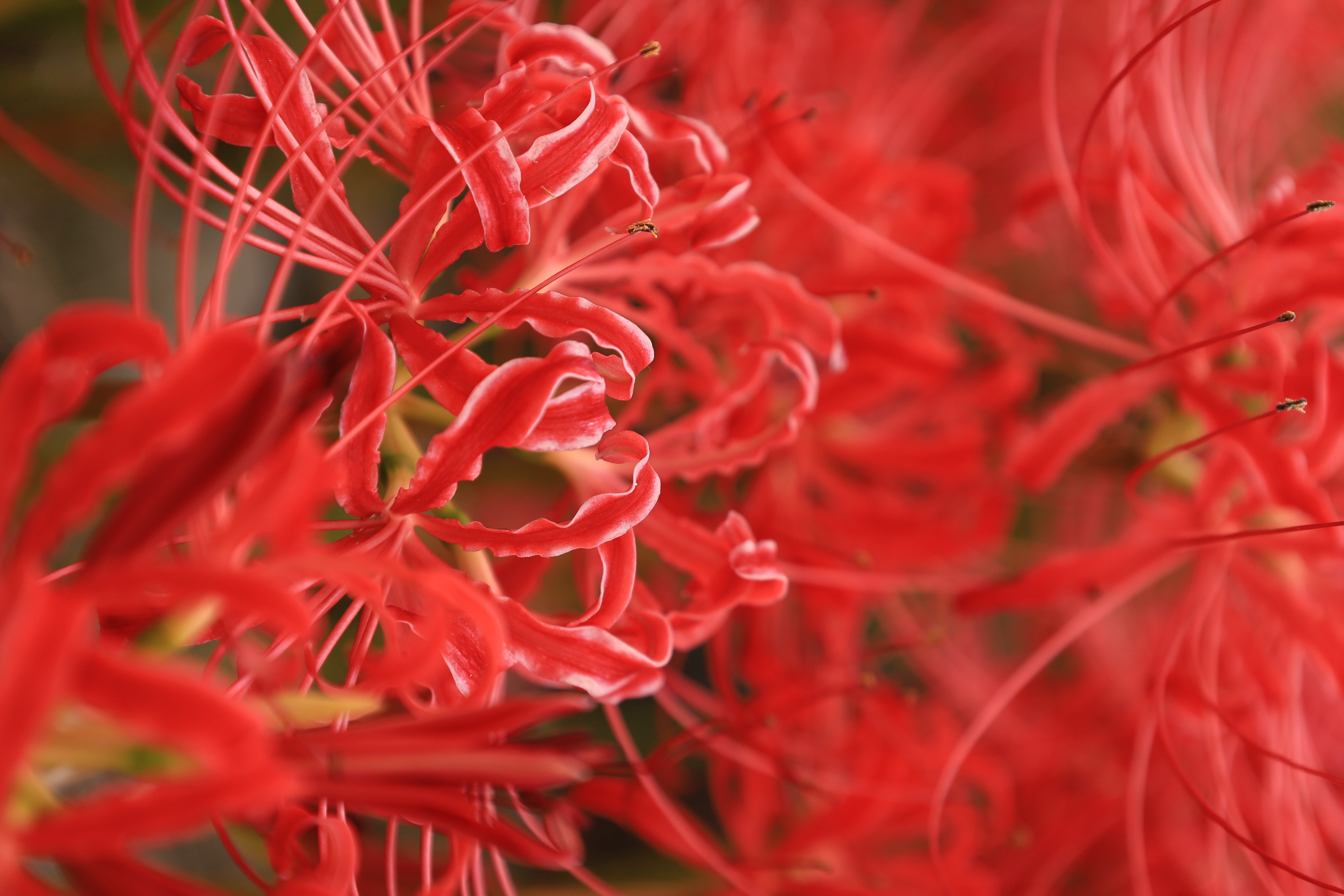 彼岸花の里の画像1