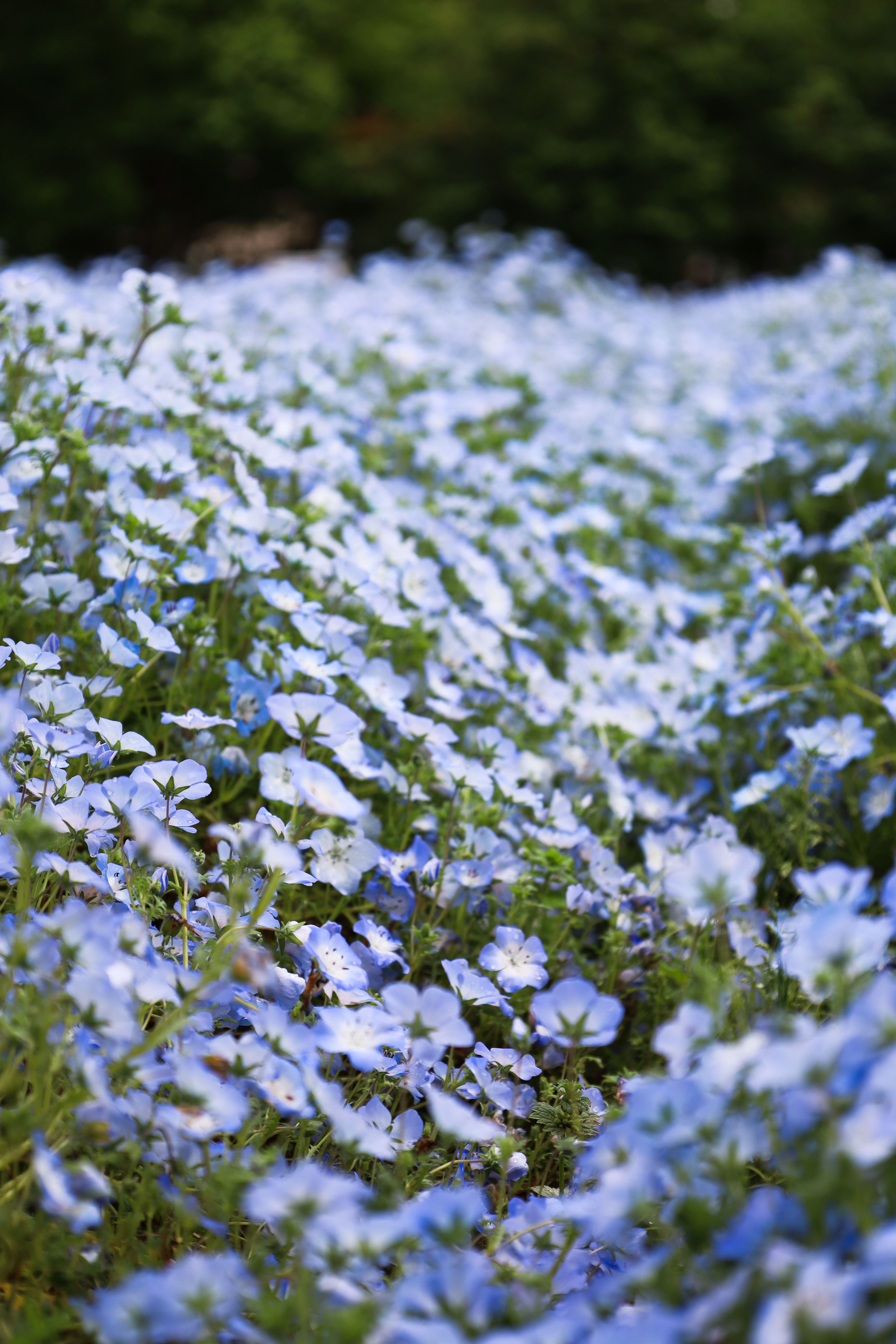 長居植物園の画像2