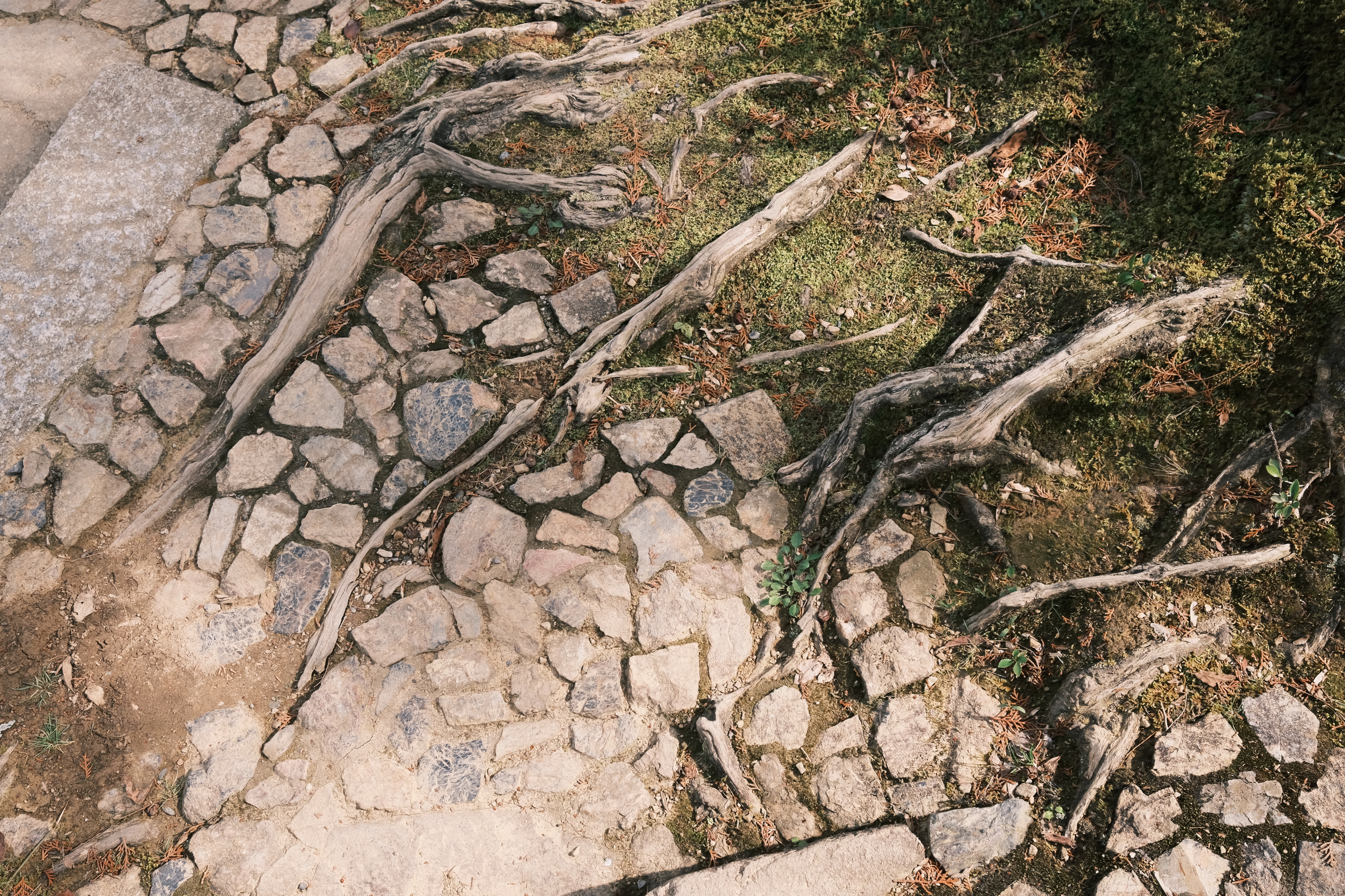 FUJIFILM X100Fと常寂光寺近辺を歩くの画像5