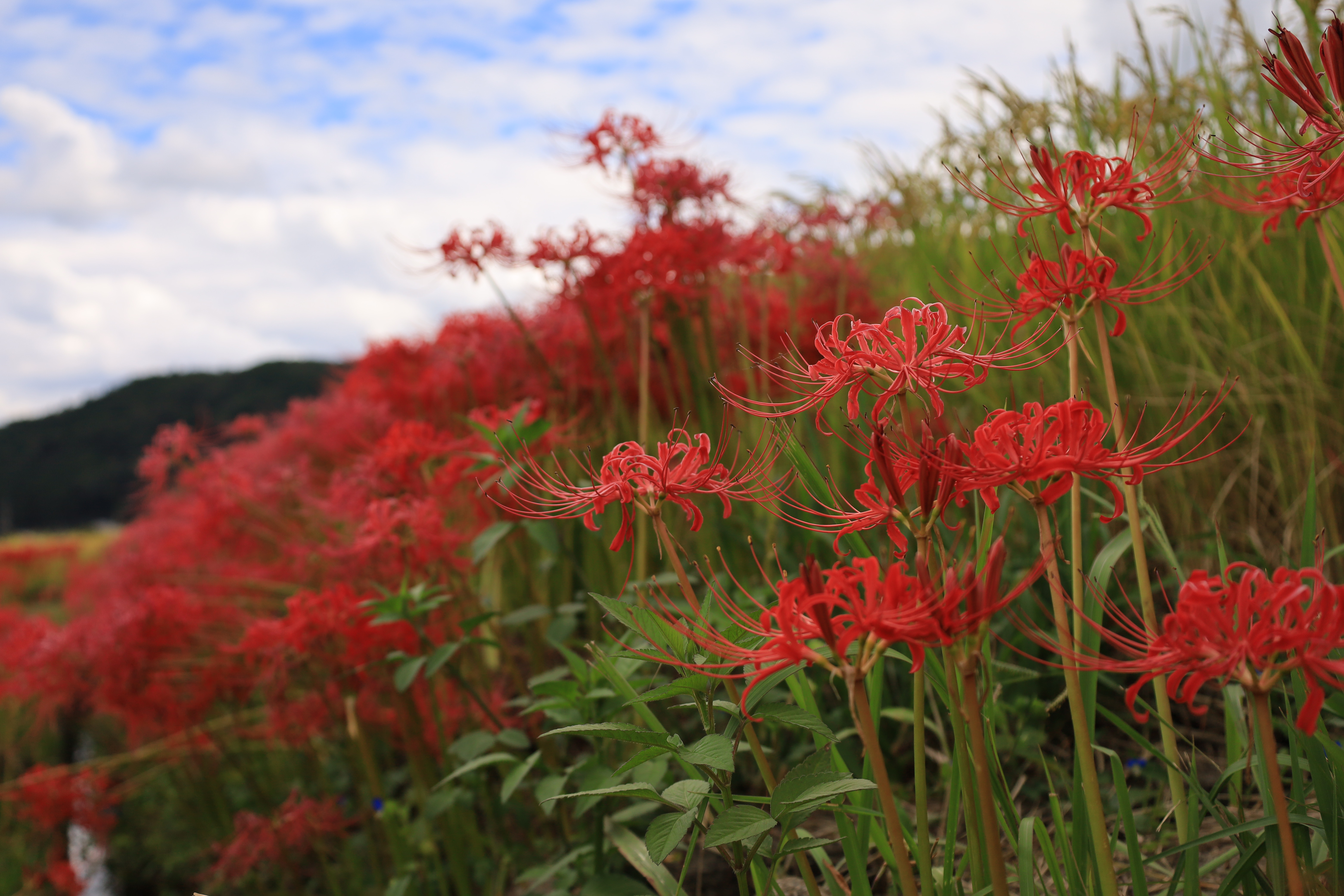 彼岸花の里の画像3
