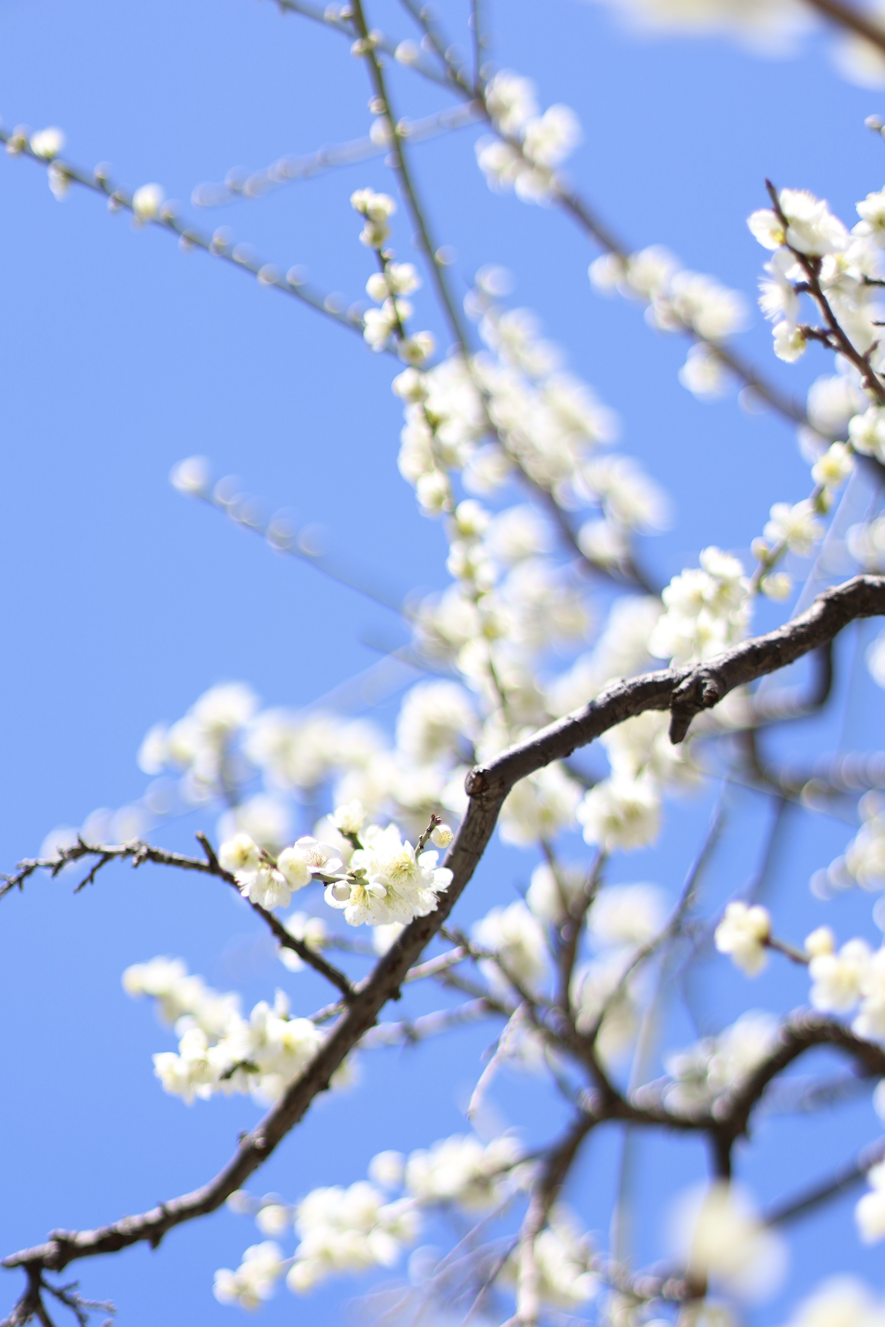 大阪城 梅林の画像3