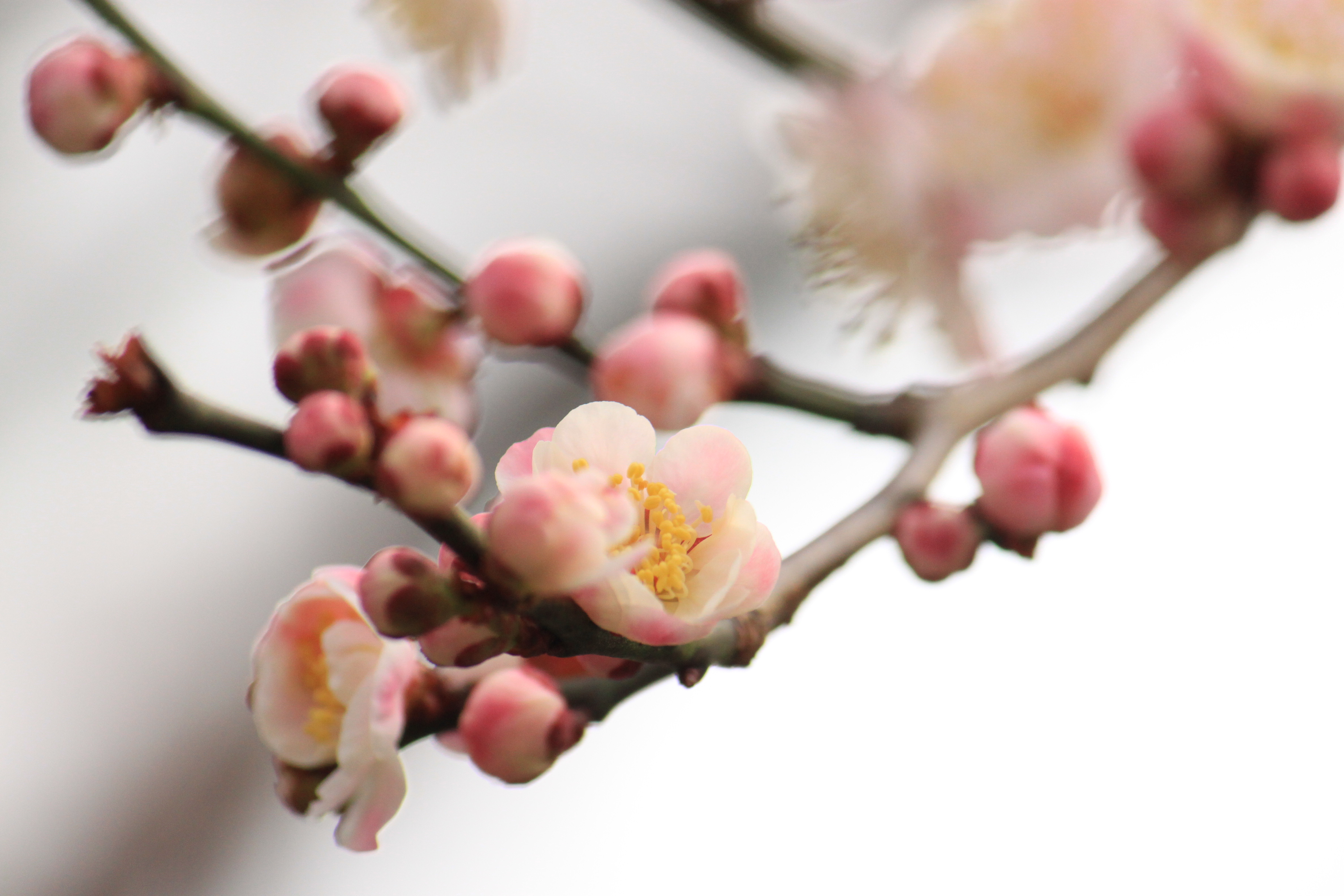 北野天満宮の画像1