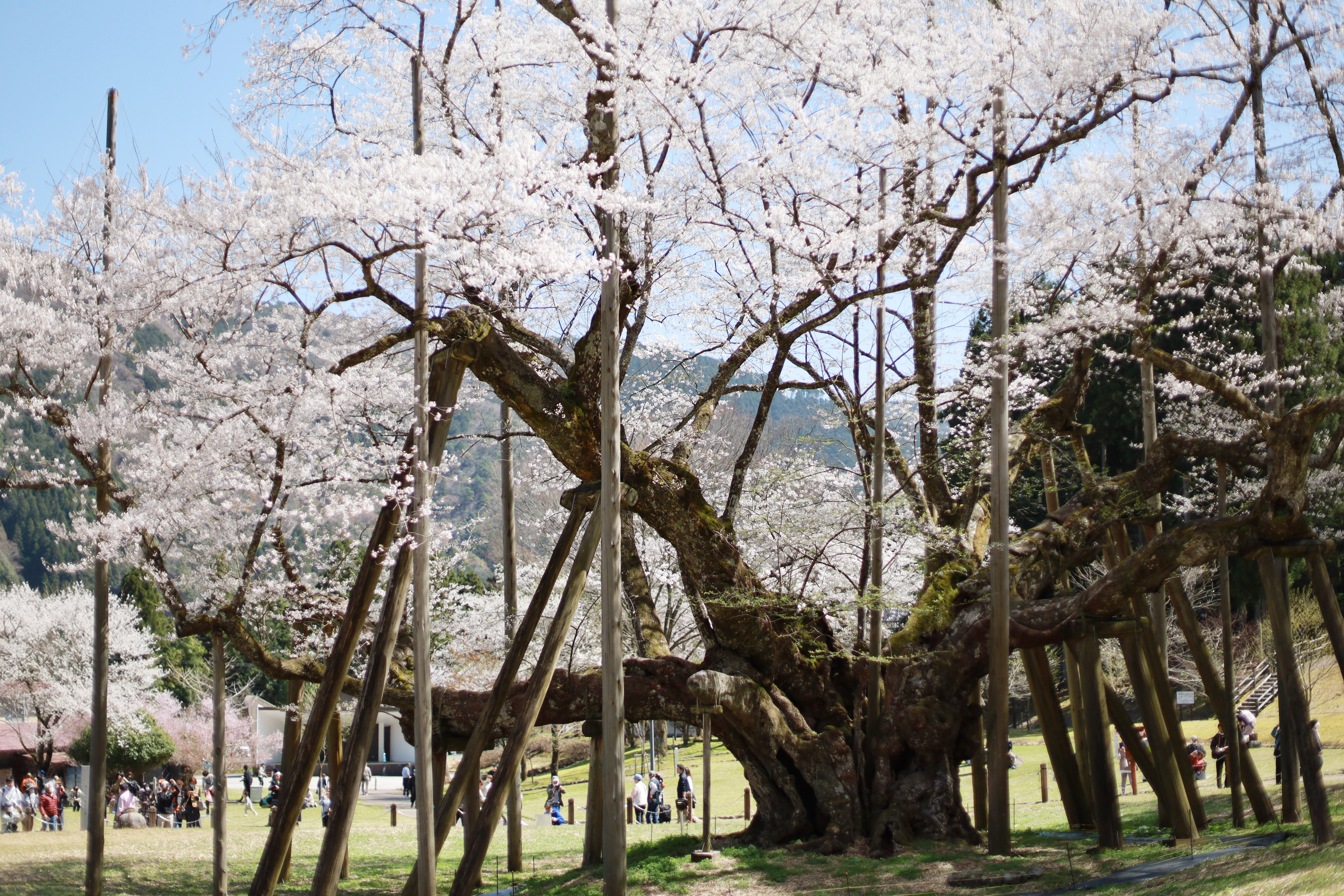 根尾谷・淡墨公園の画像2