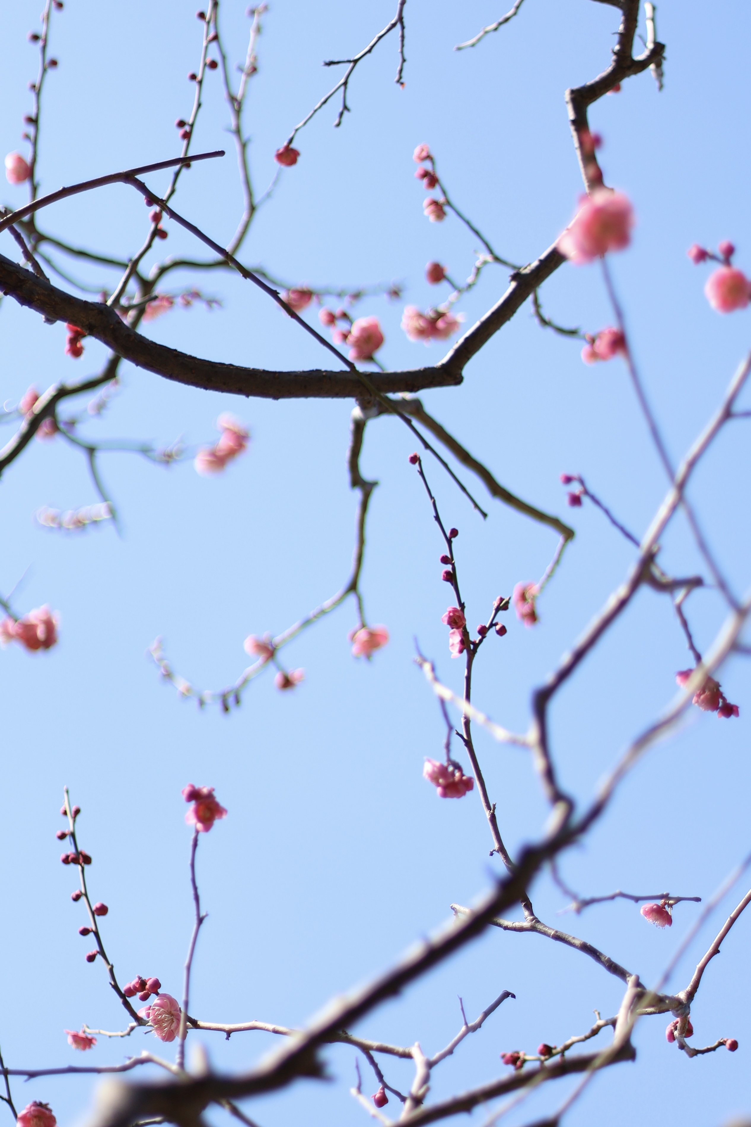 大阪城 梅林の画像6