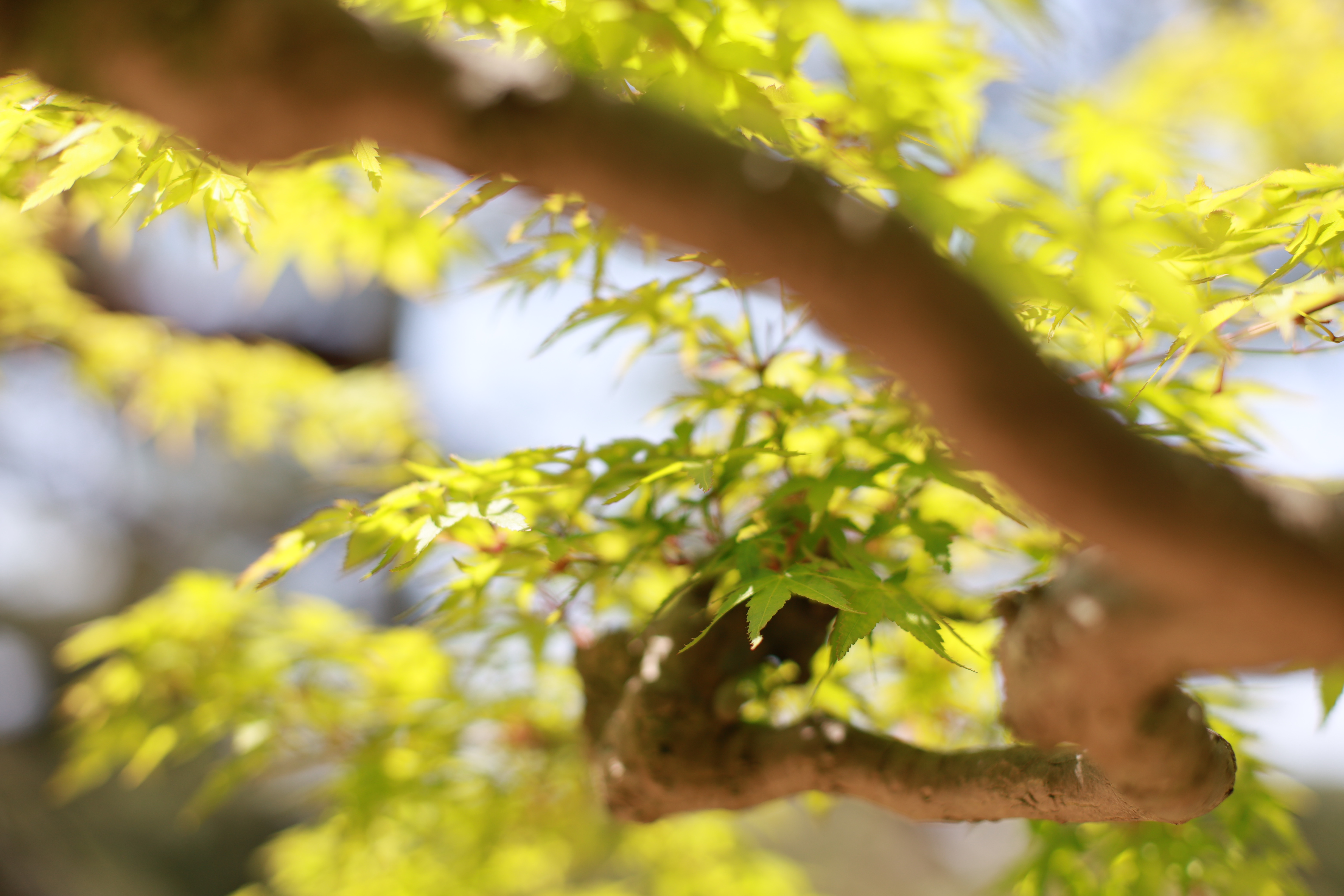 平安神宮の画像5