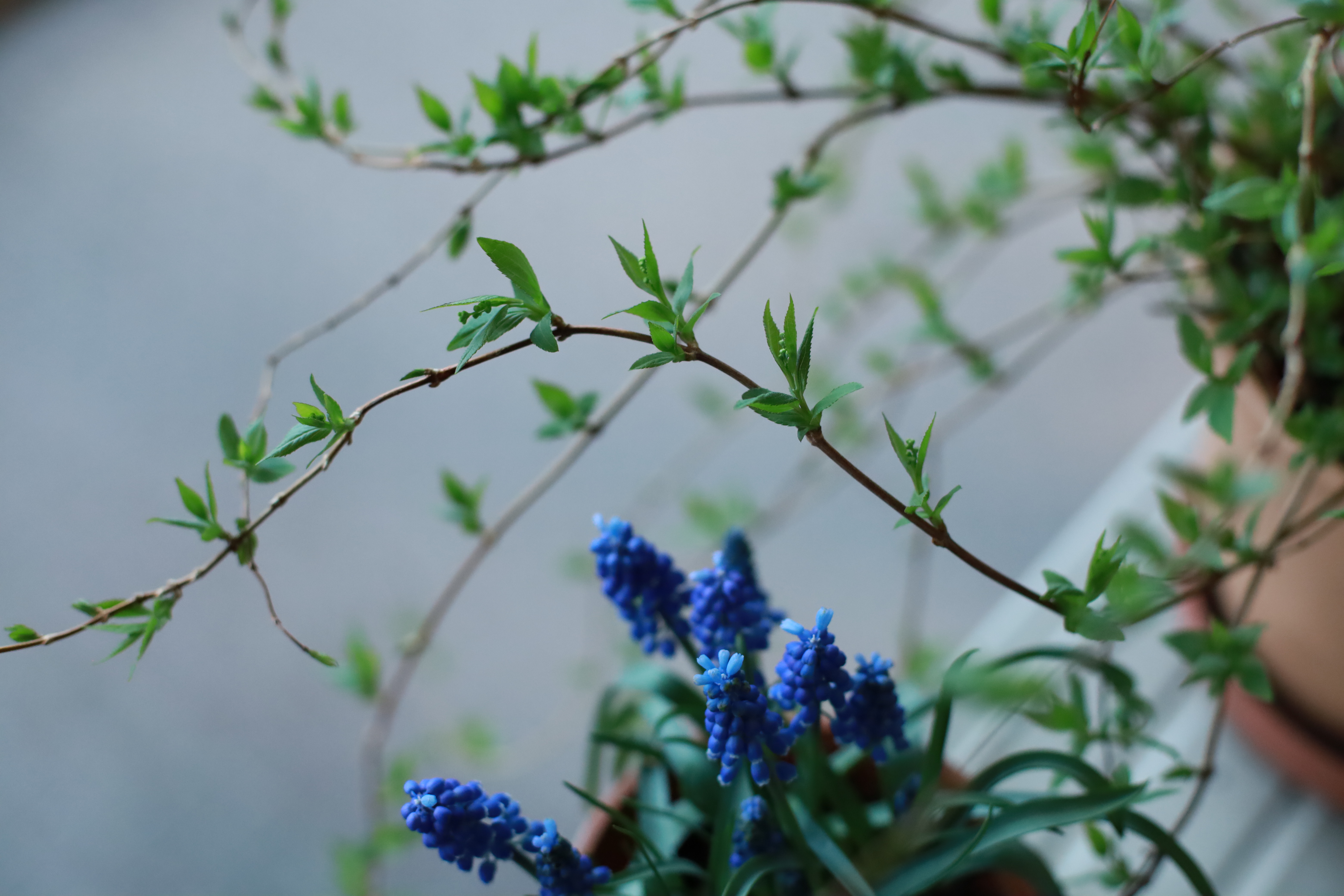 はじめての単焦点レンズの画像5