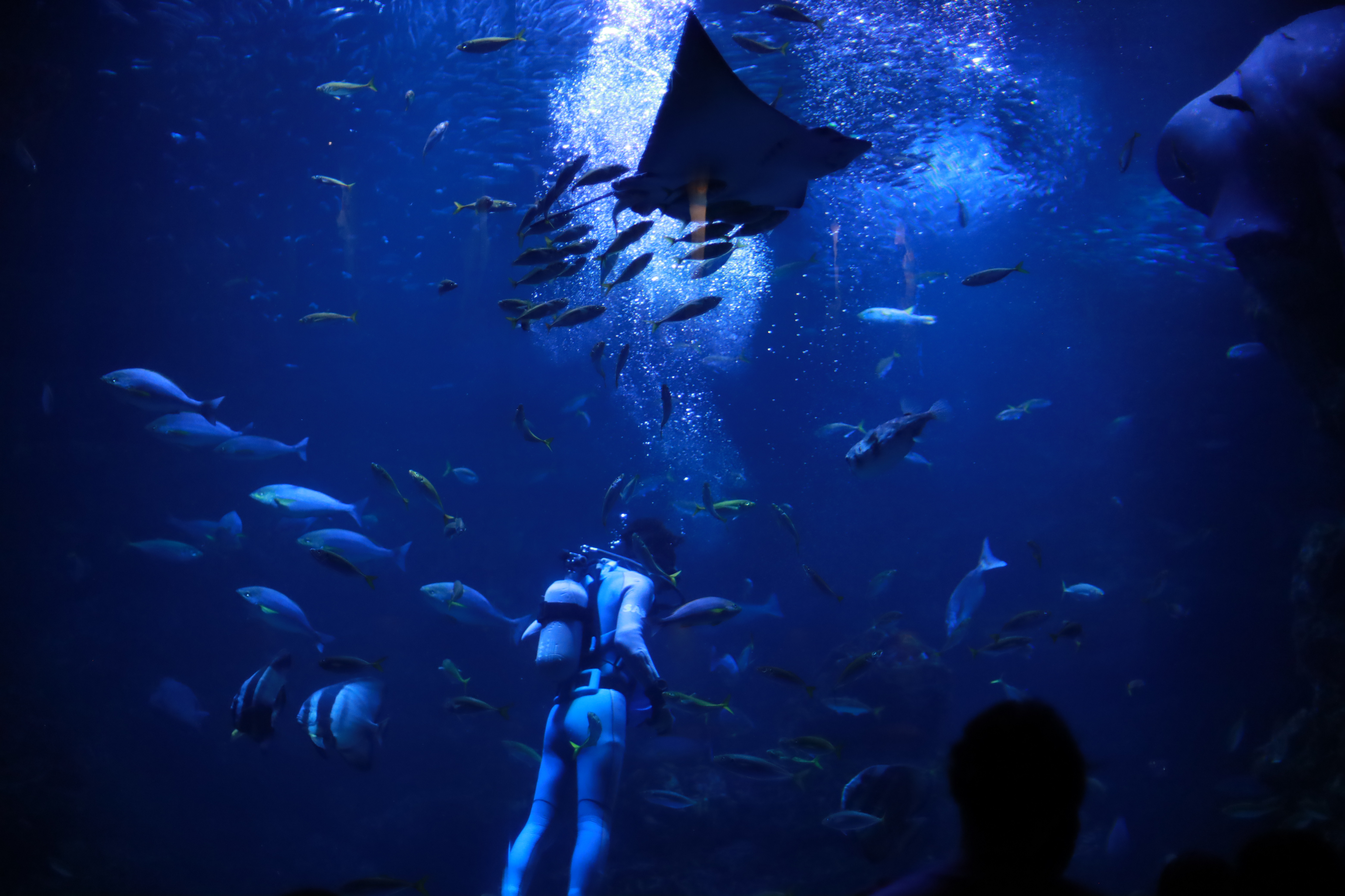 京都水族館の画像1