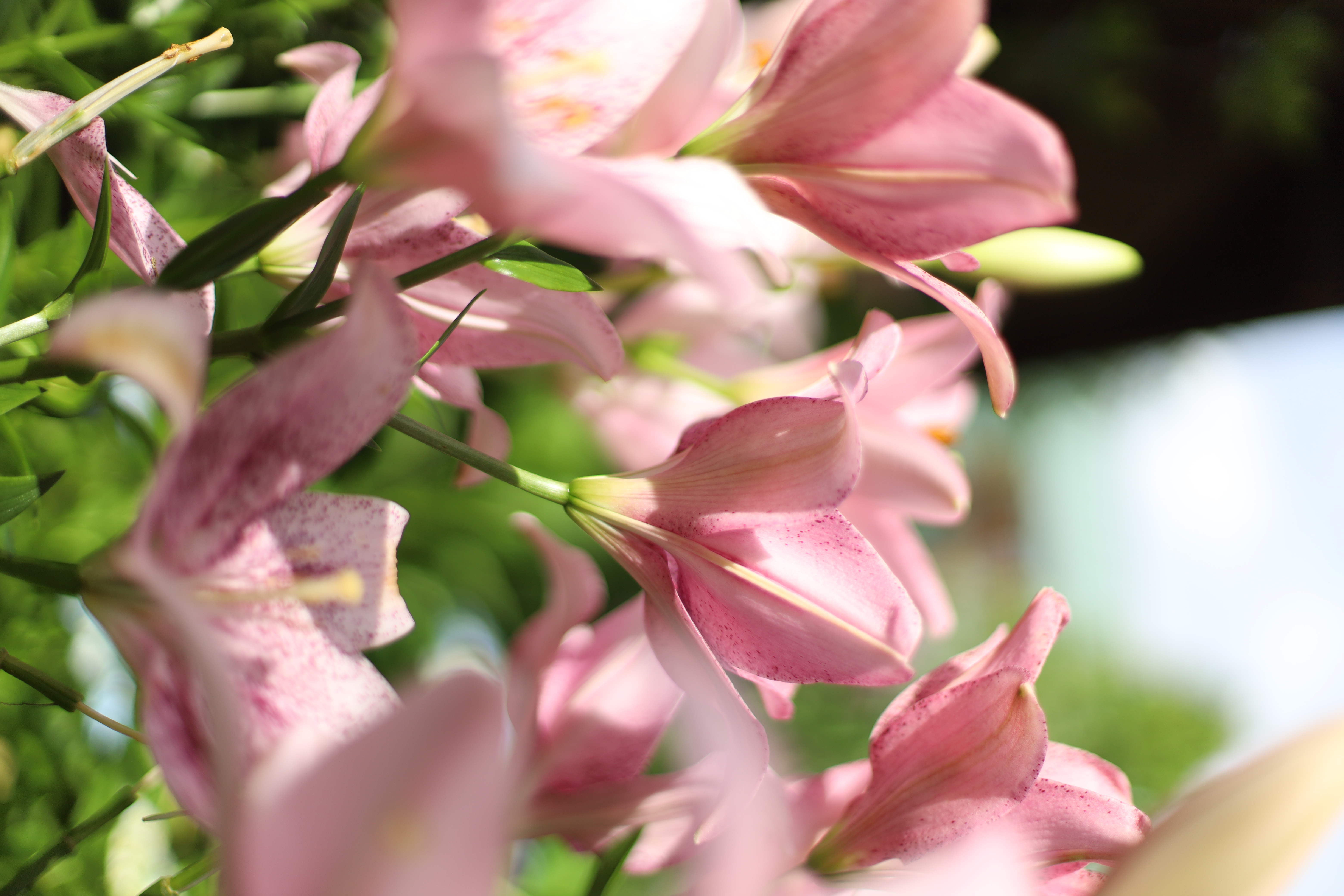 The Day Osakaの画像1