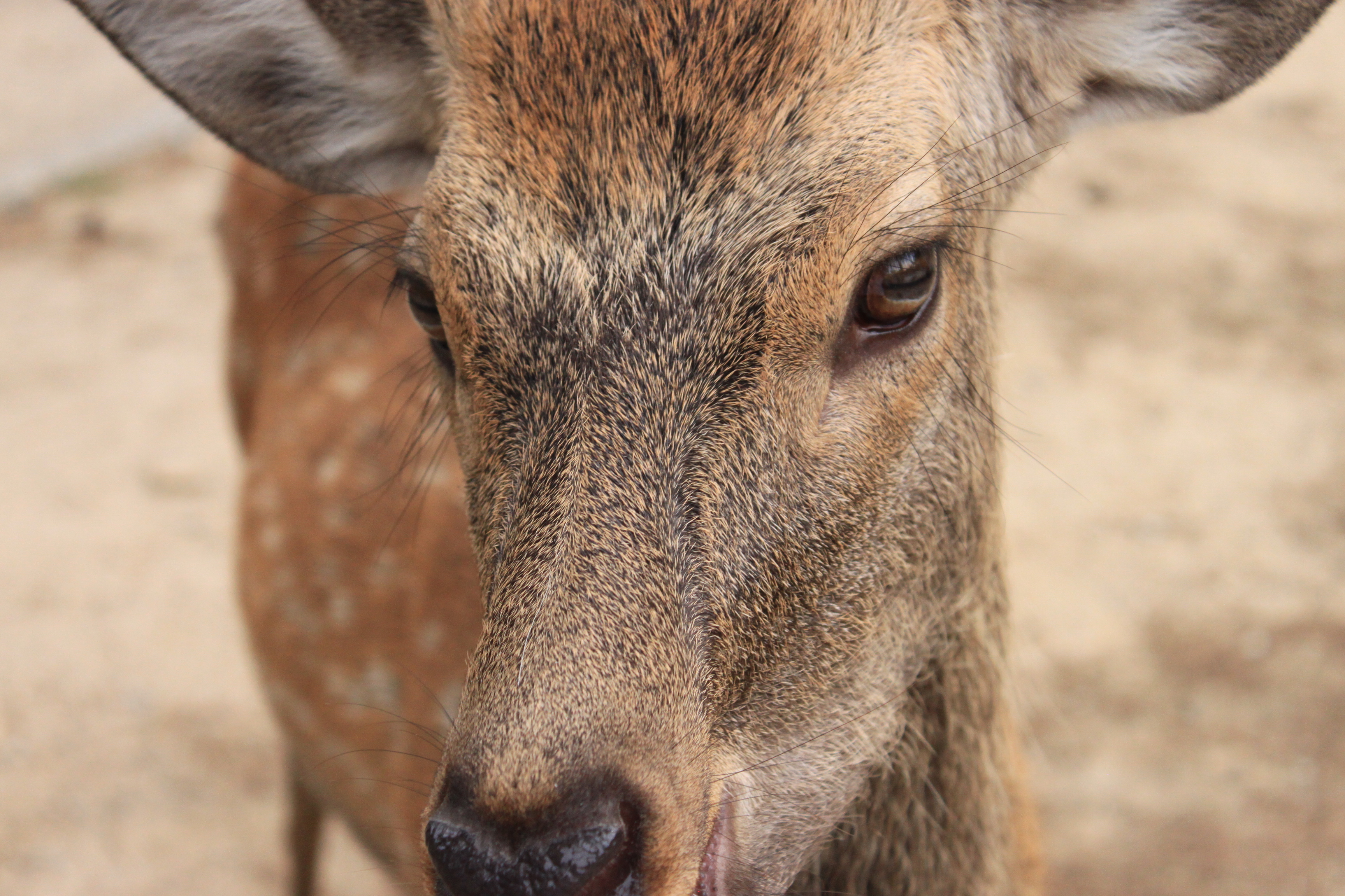 奈良公園の画像1
