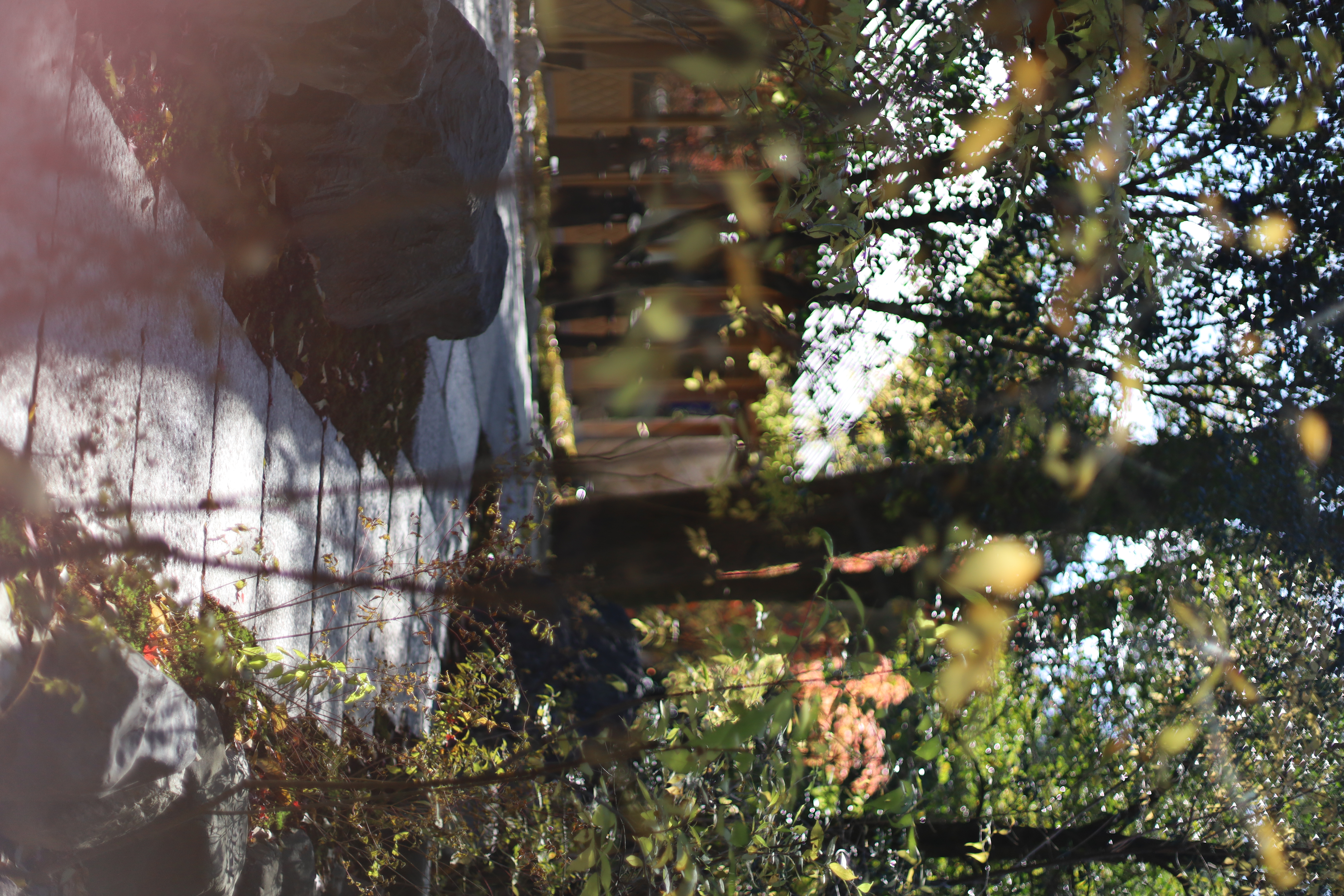 下鴨神社の画像2