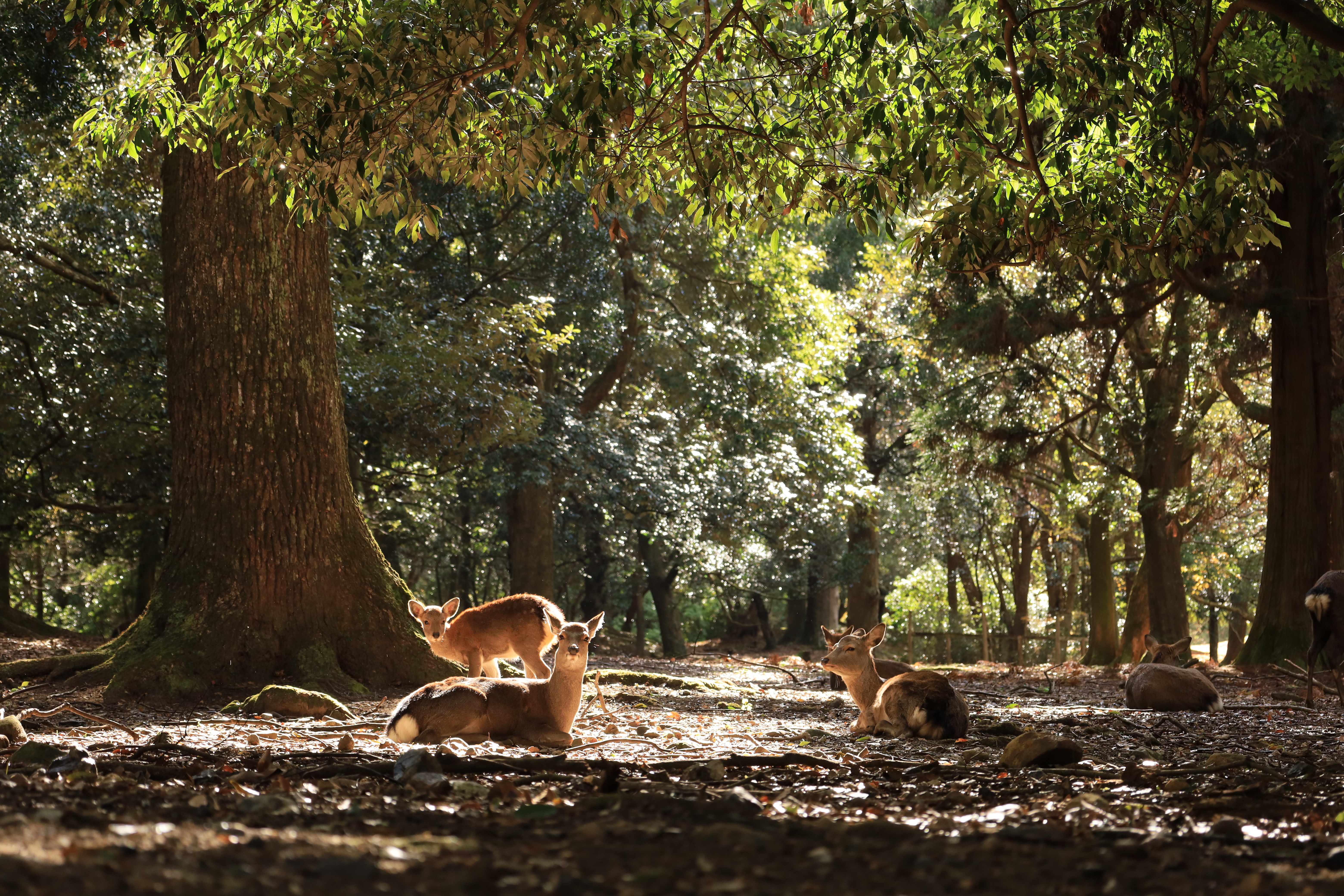 奈良公園の画像9