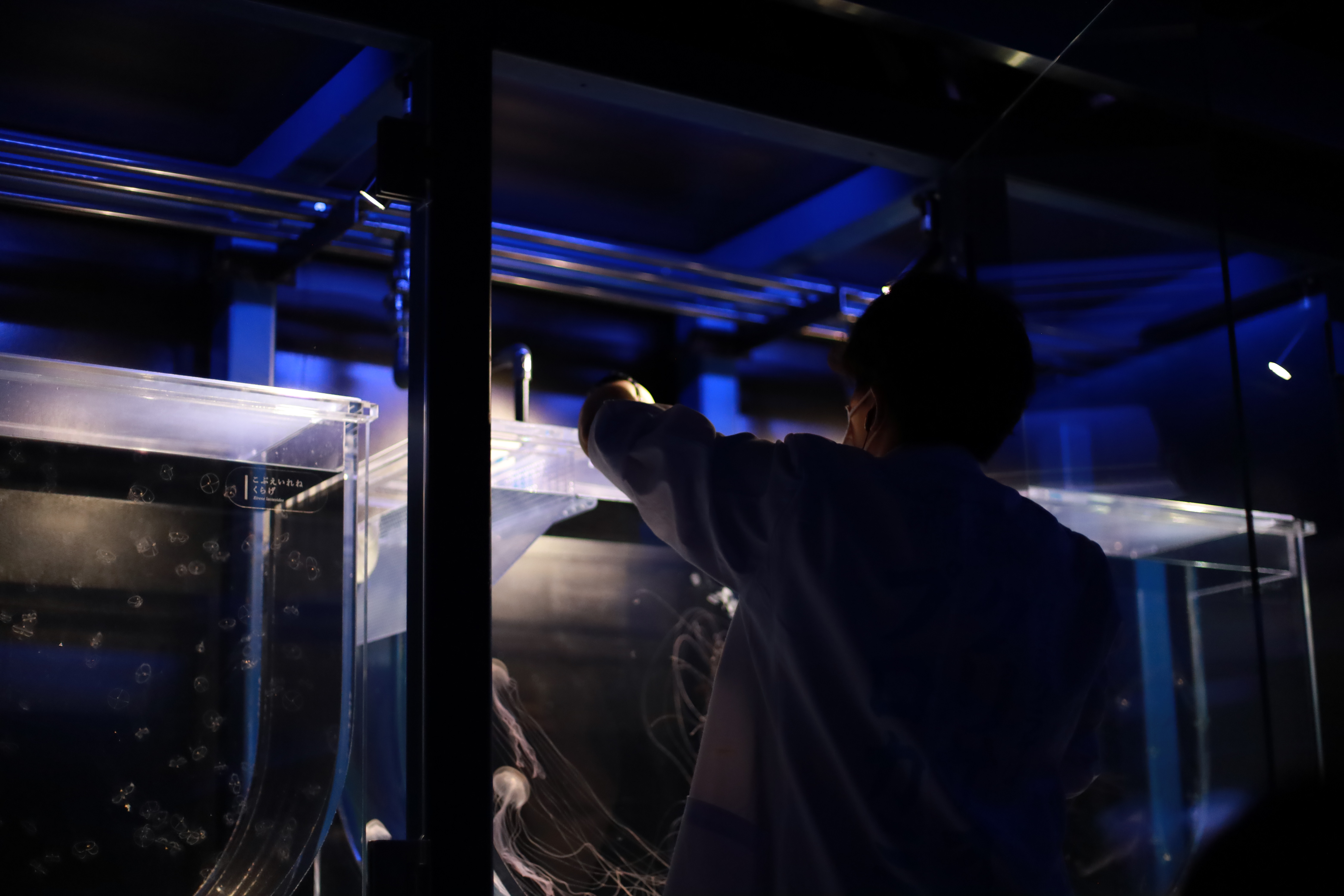 京都水族館の画像8