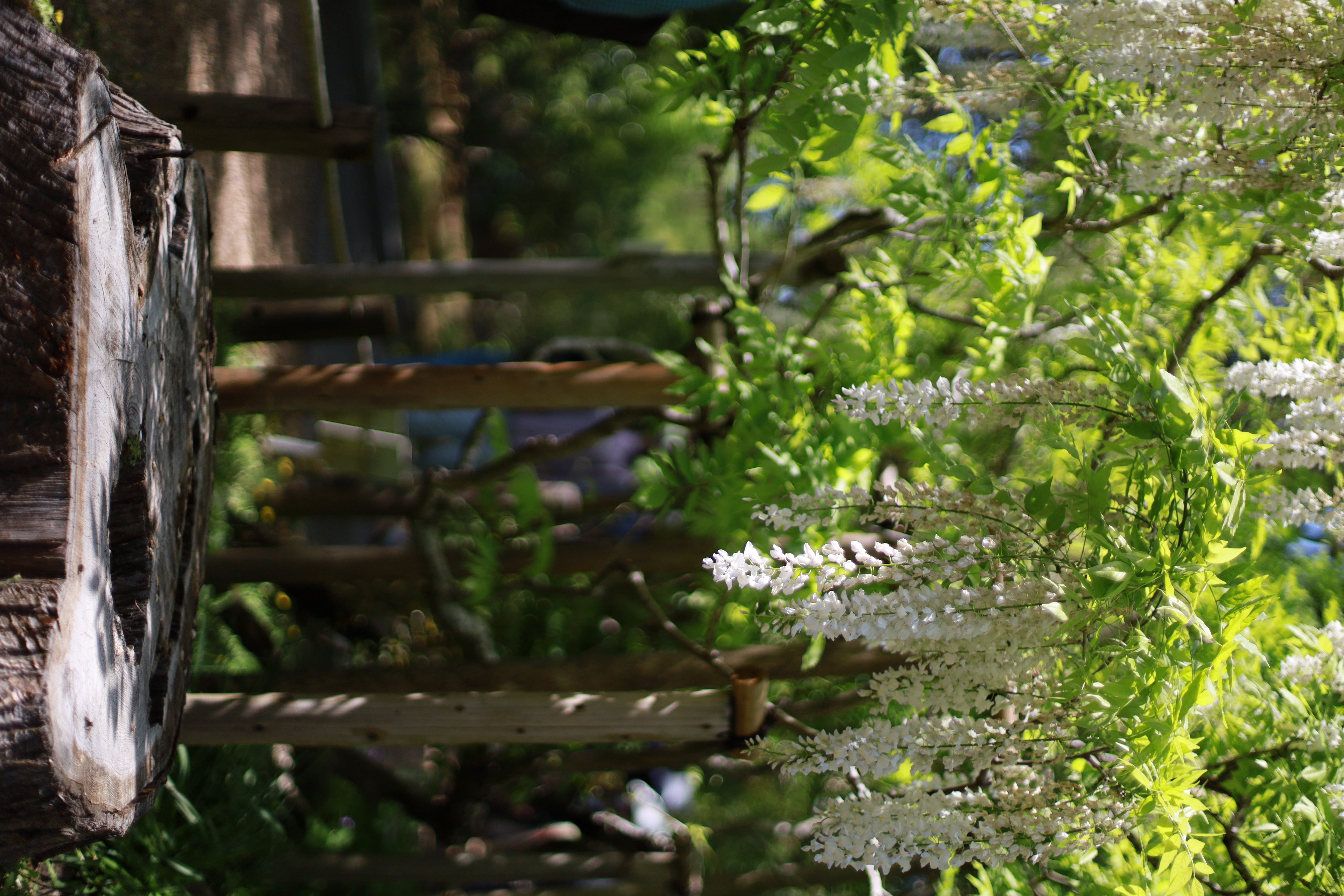 萬葉植物園の画像2