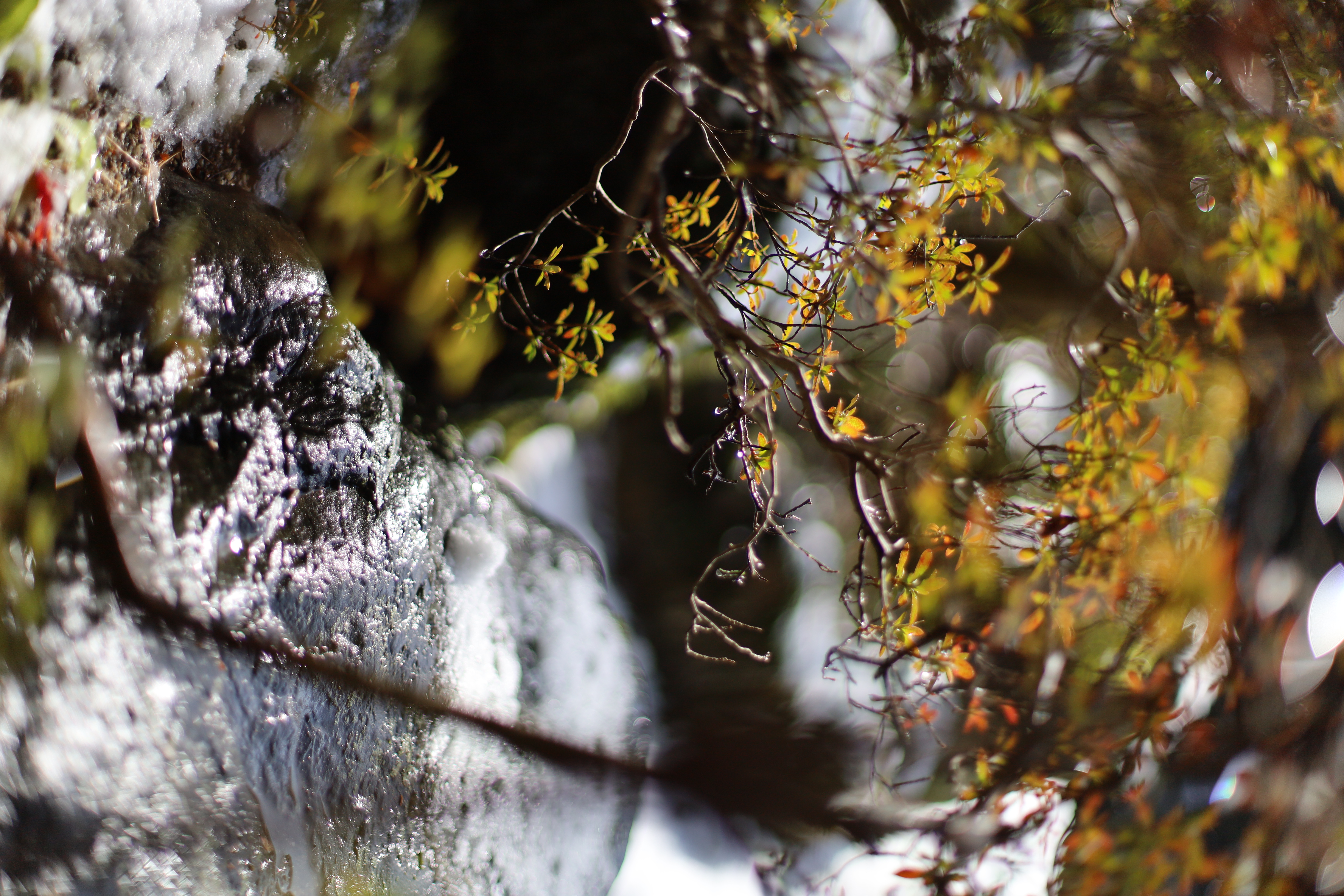 平安神宮の画像2