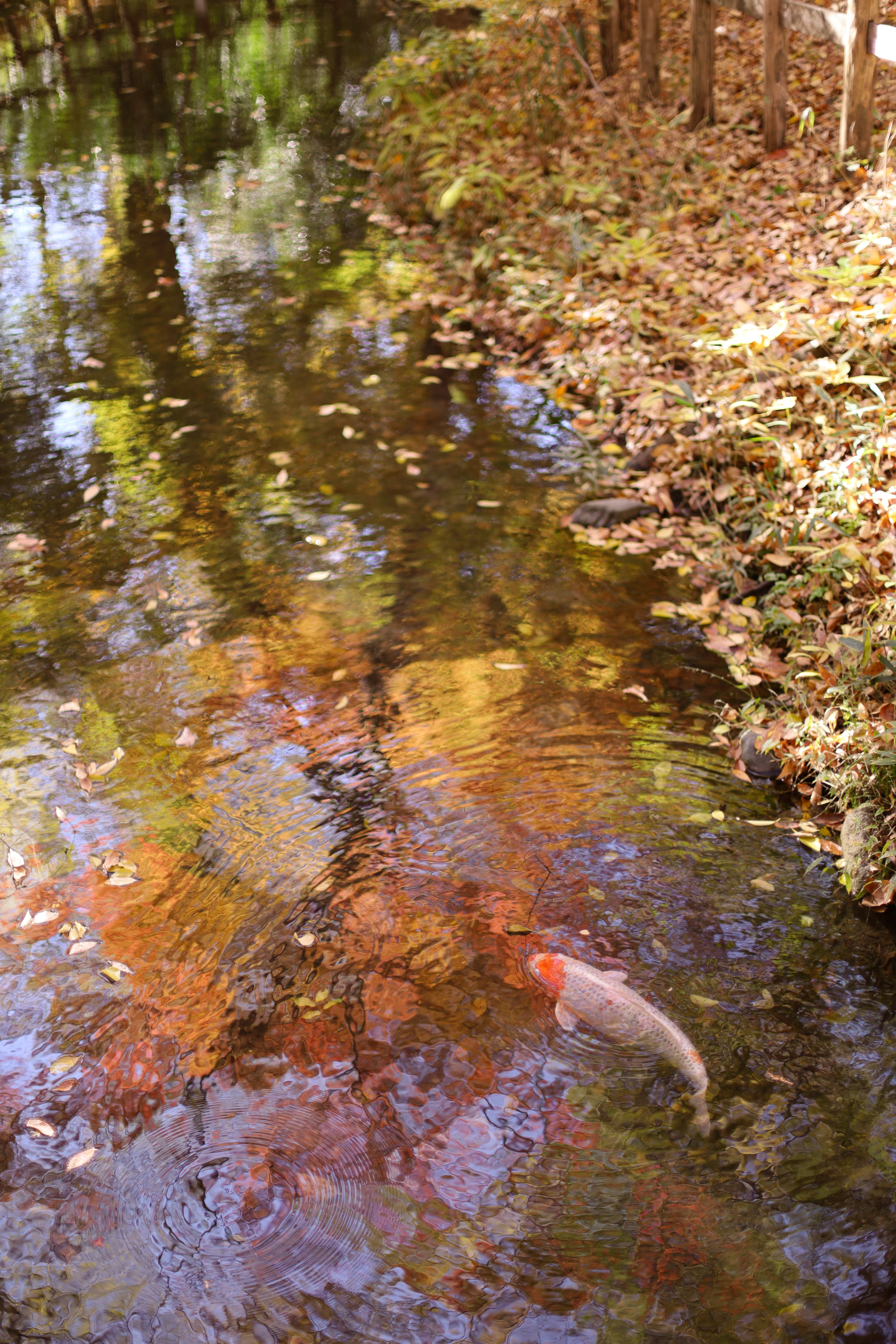 下鴨神社の画像6