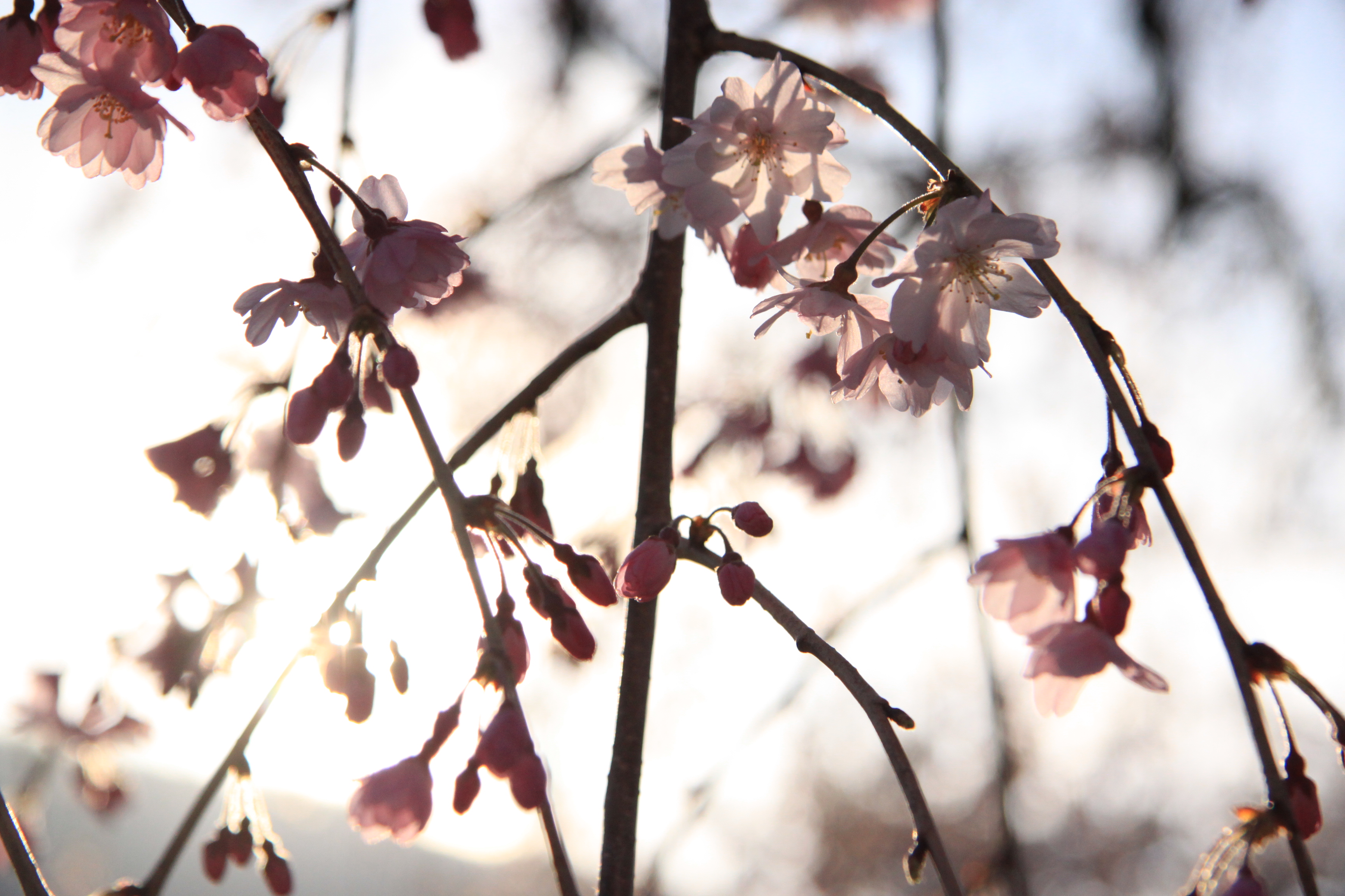 嵐山公園の画像3