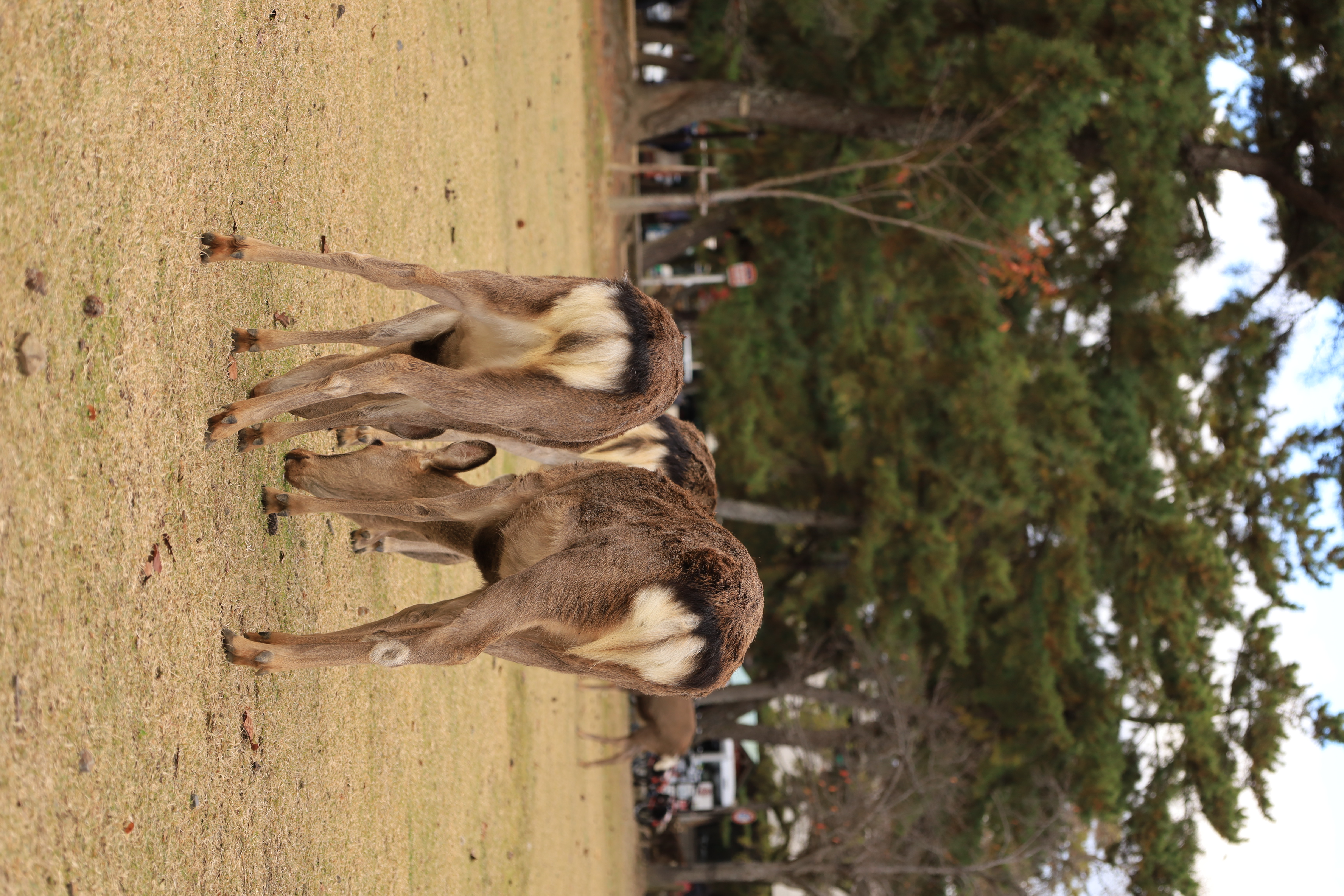 奈良公園の画像1