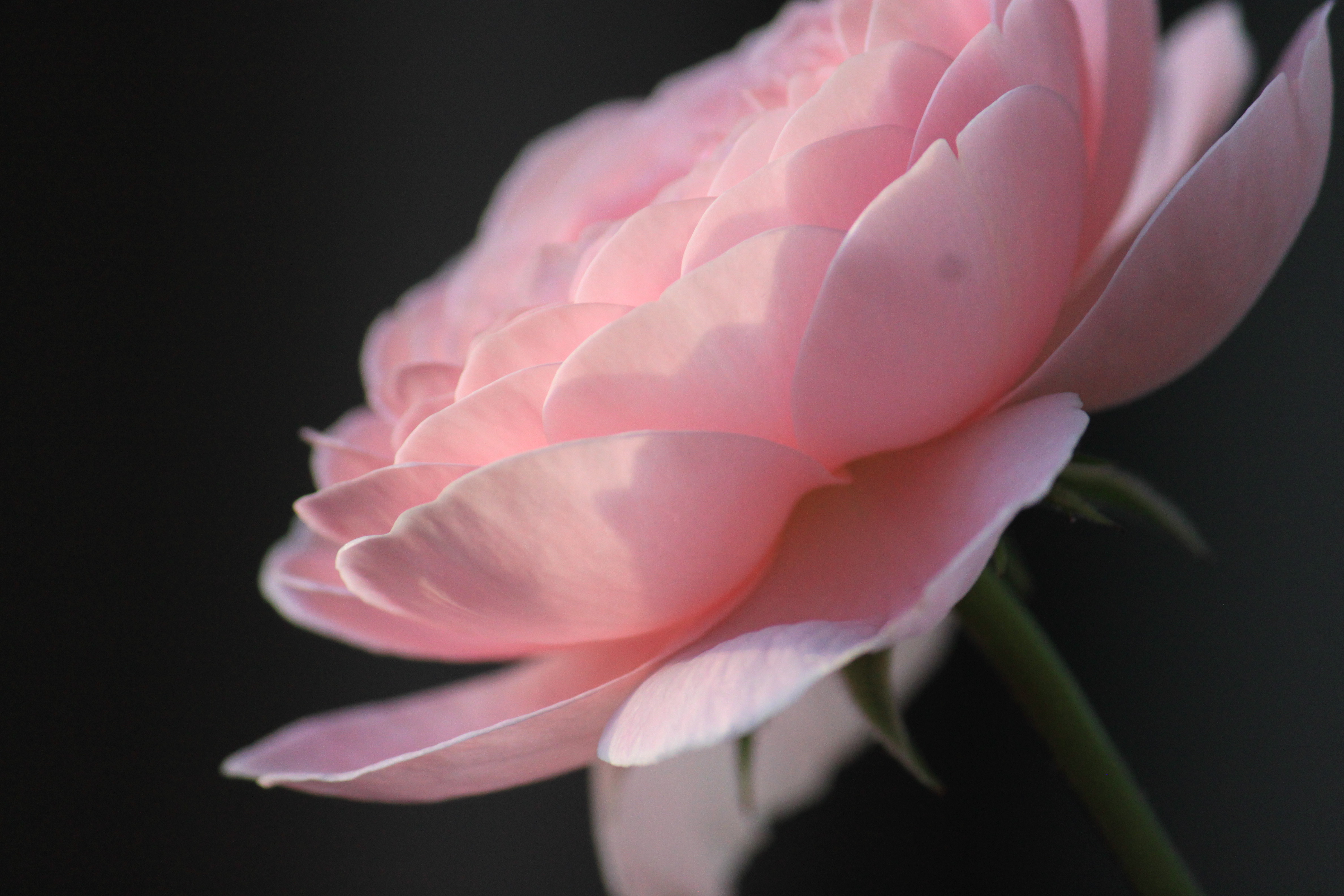 母の薔薇の画像1