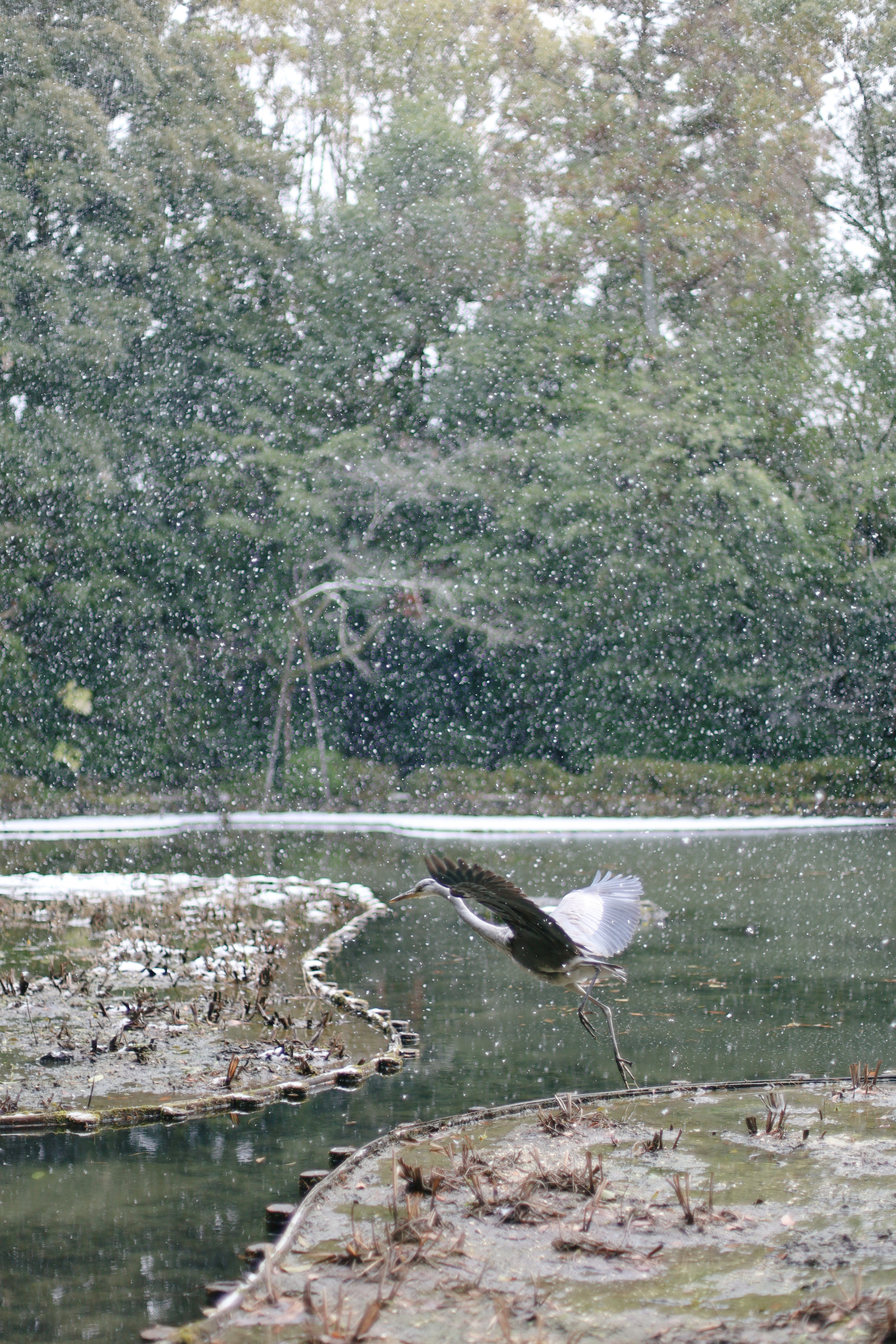 平安神宮の画像5