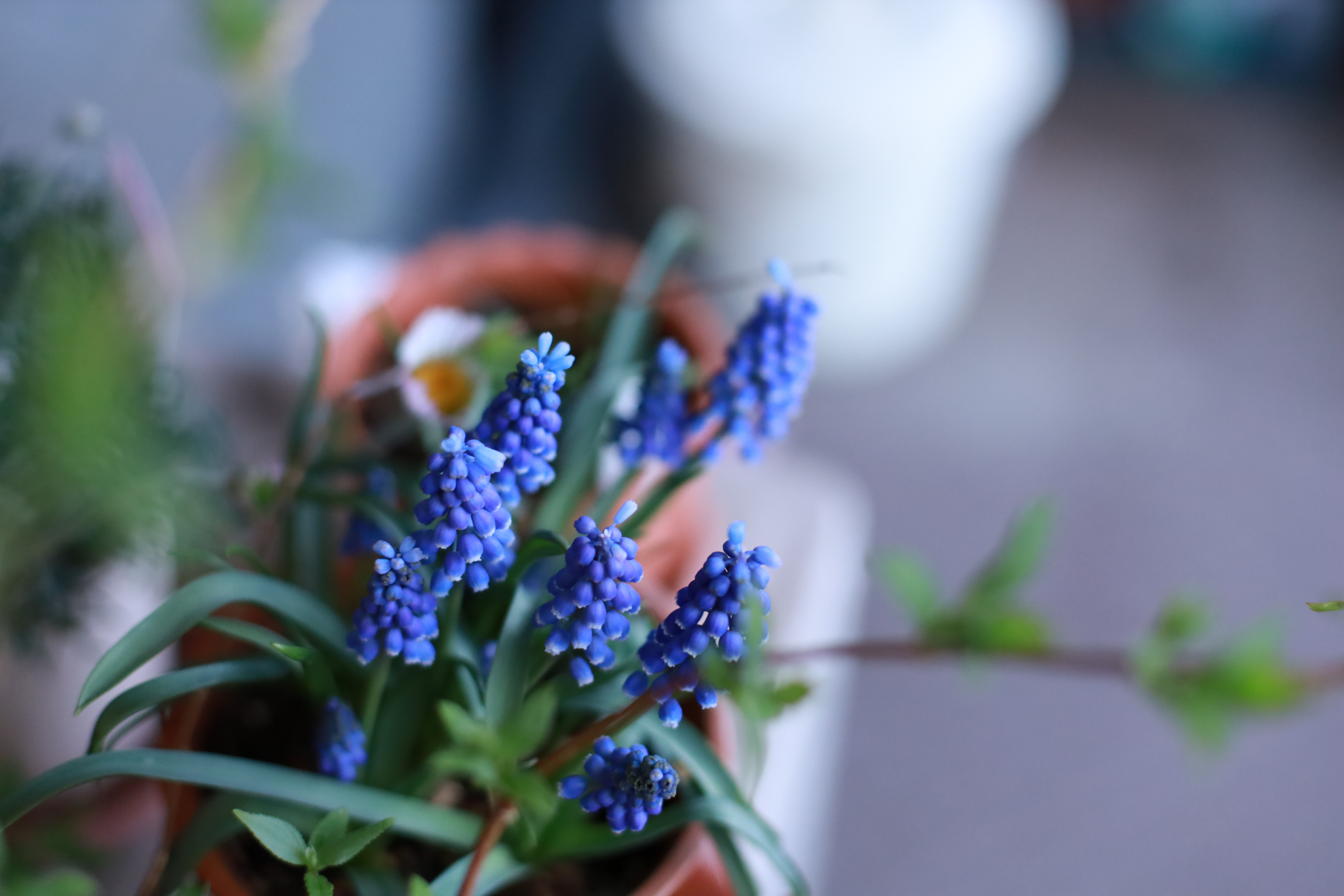 はじめての単焦点レンズの画像2