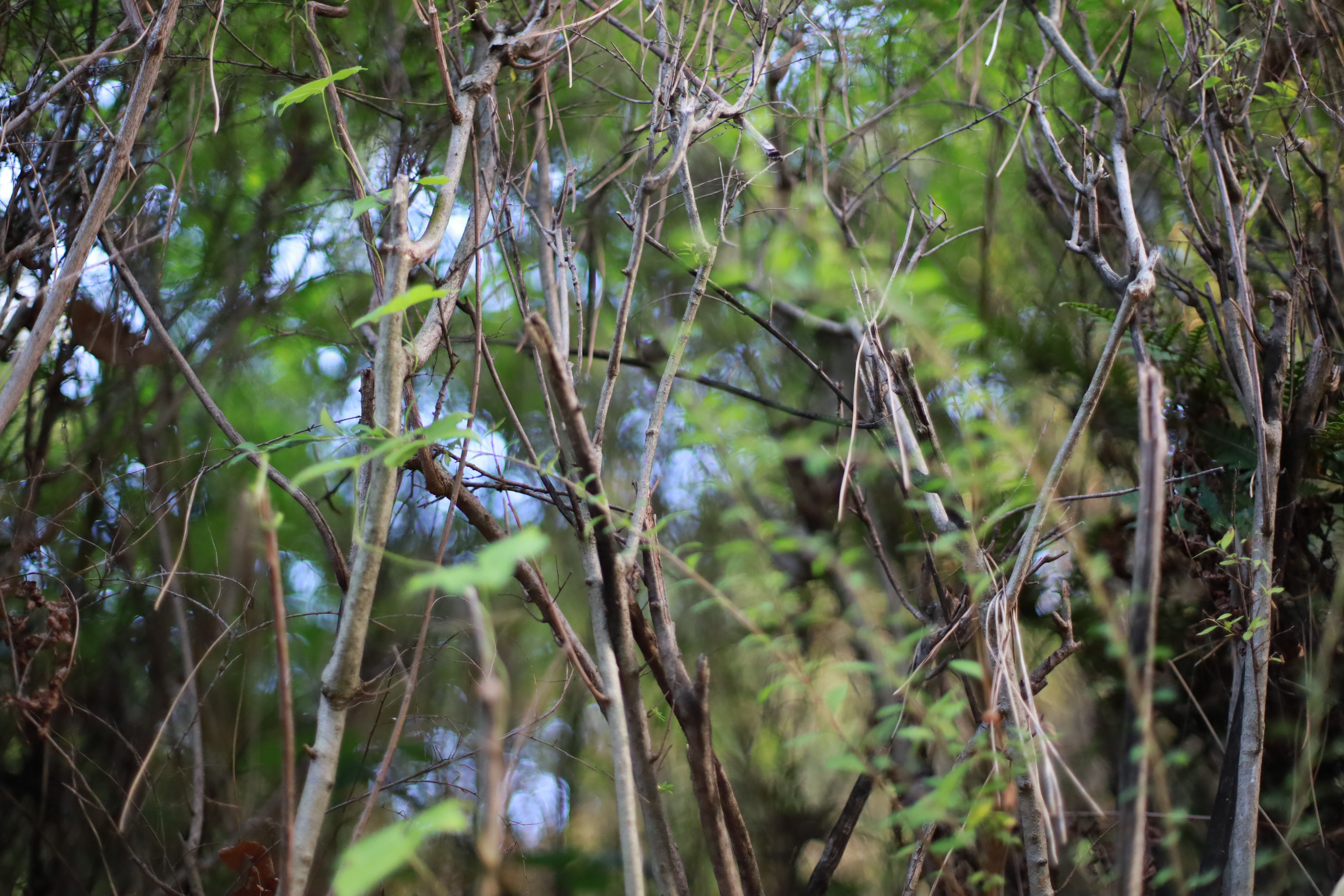 服部緑地の画像3