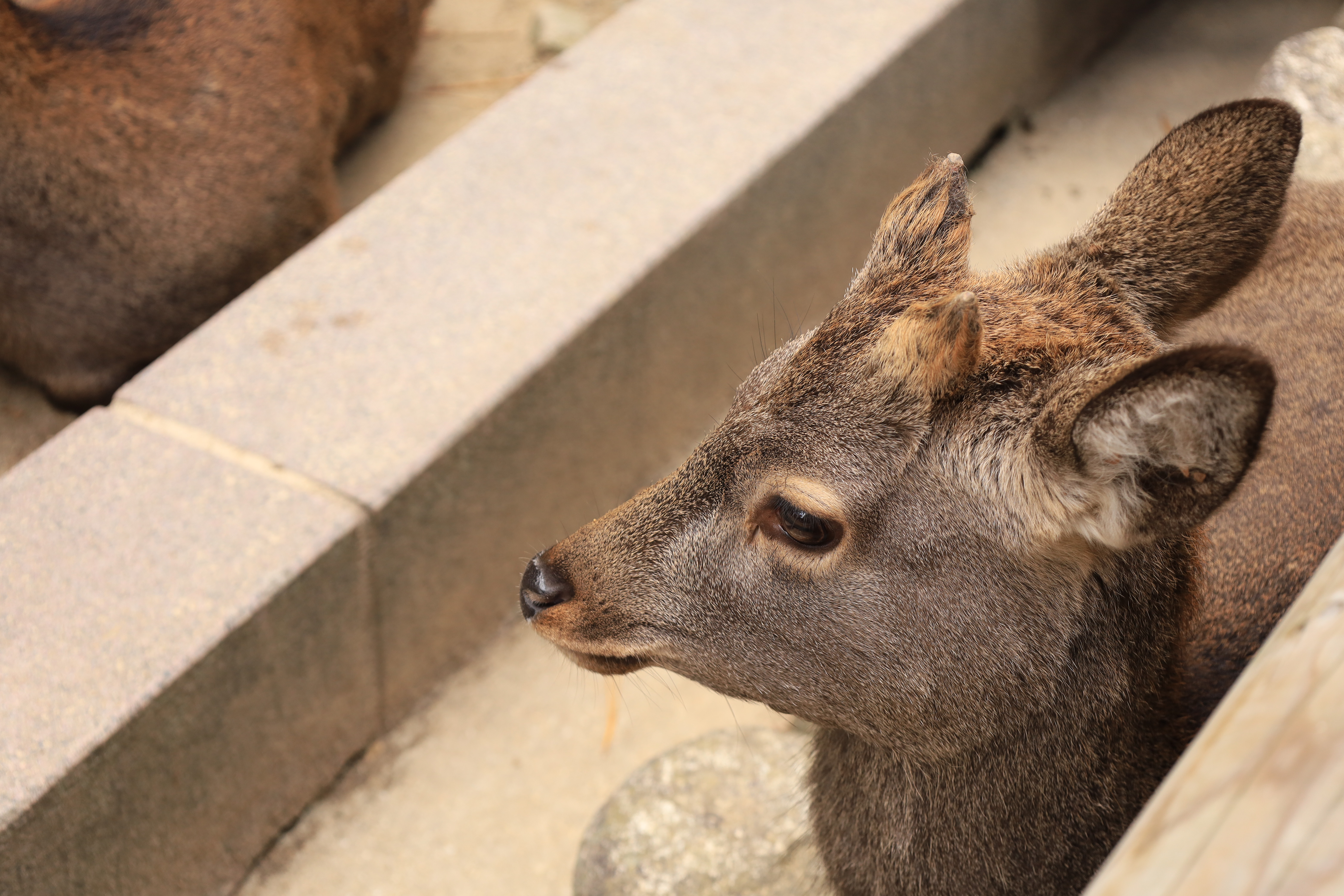 奈良公園の画像2