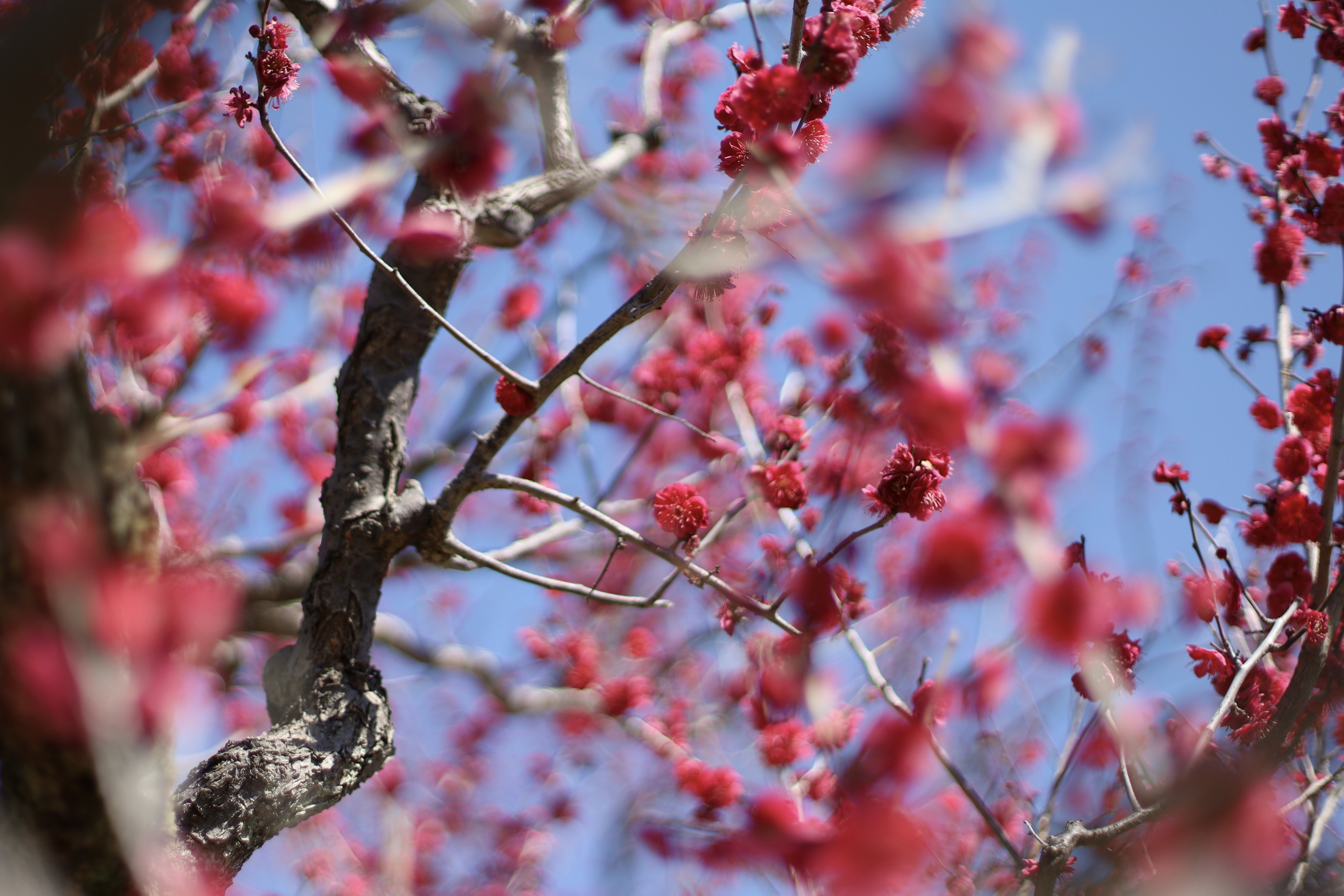大阪城 梅林の画像4