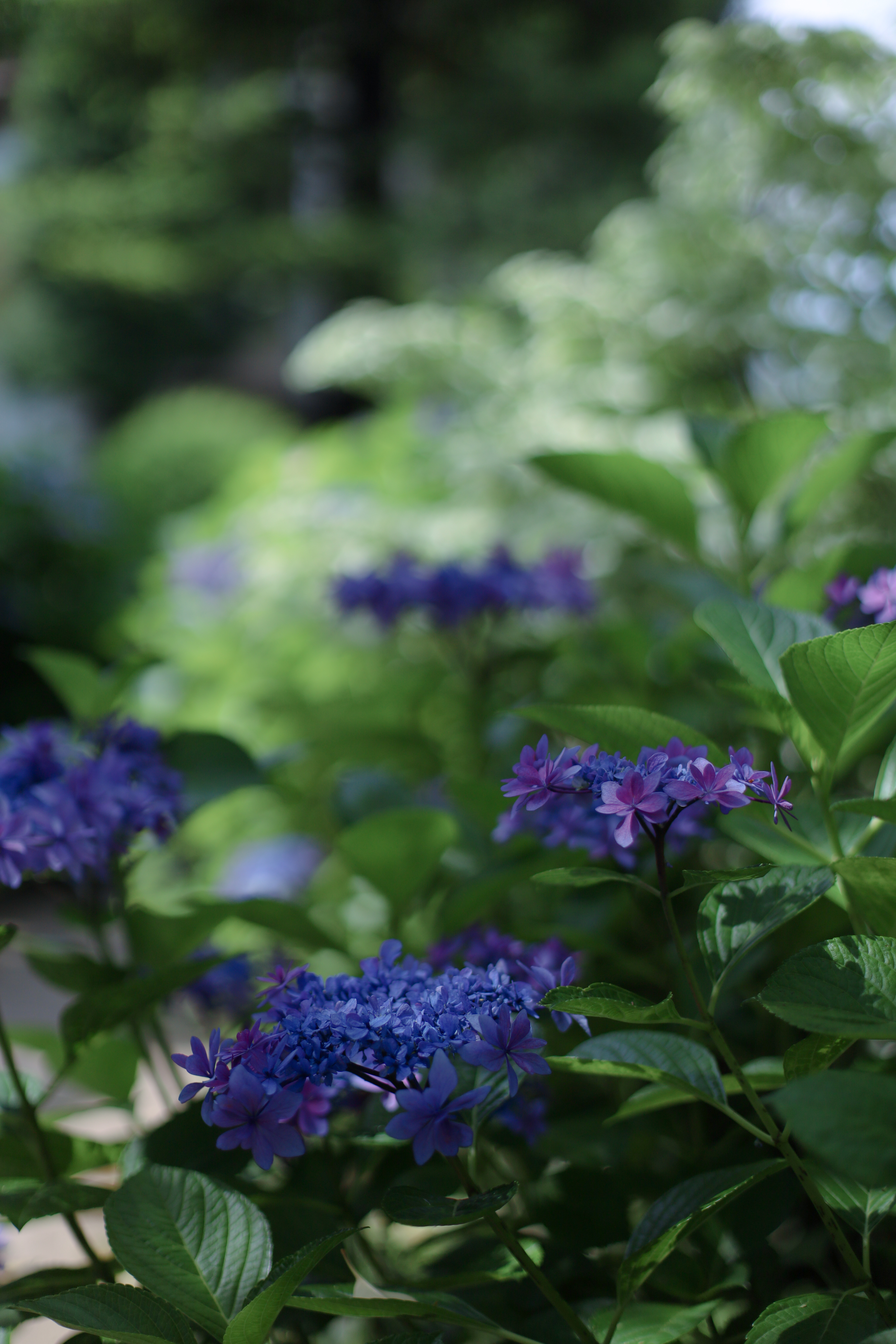 The Day Osakaの画像2