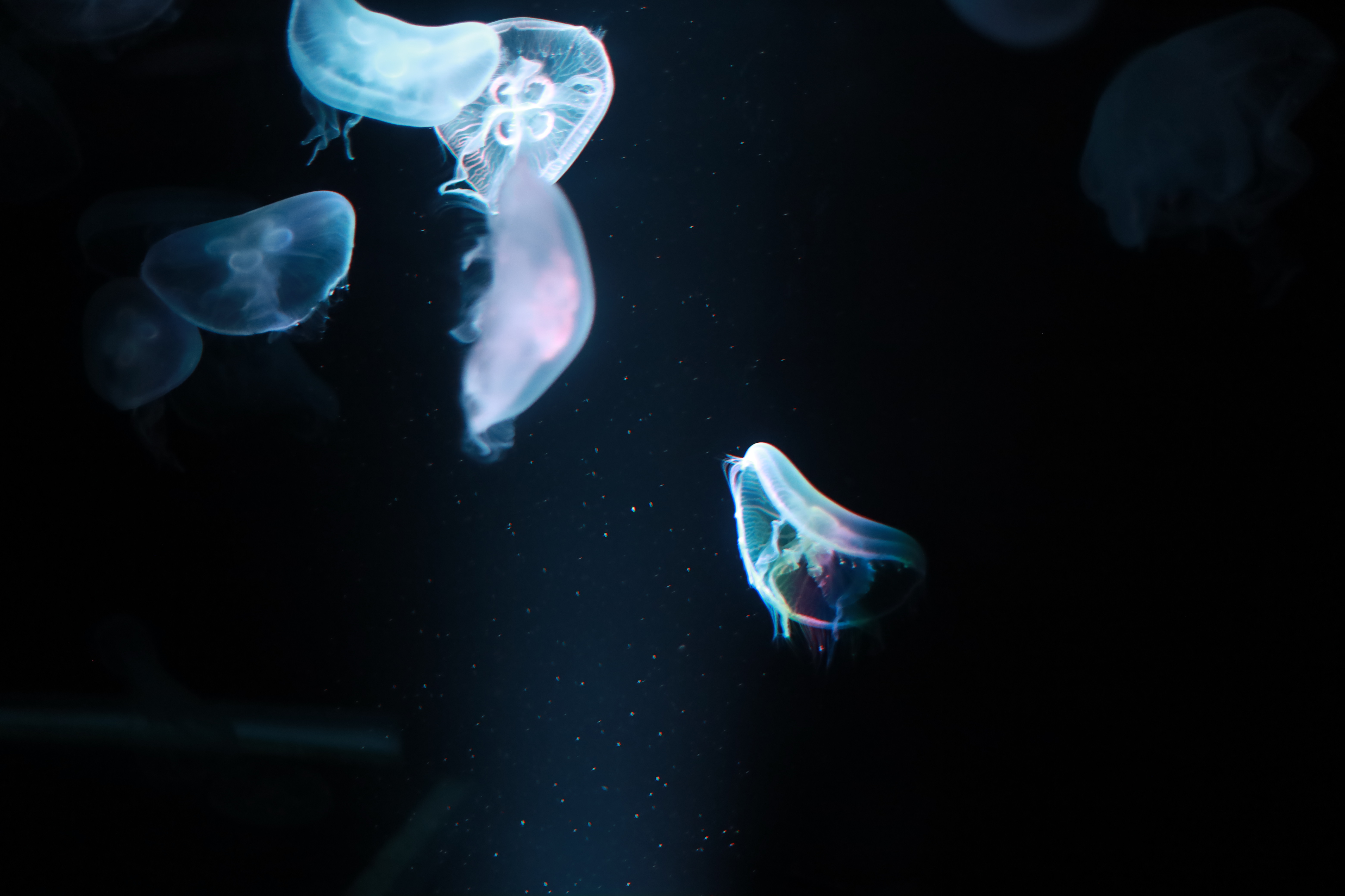 京都水族館の画像3