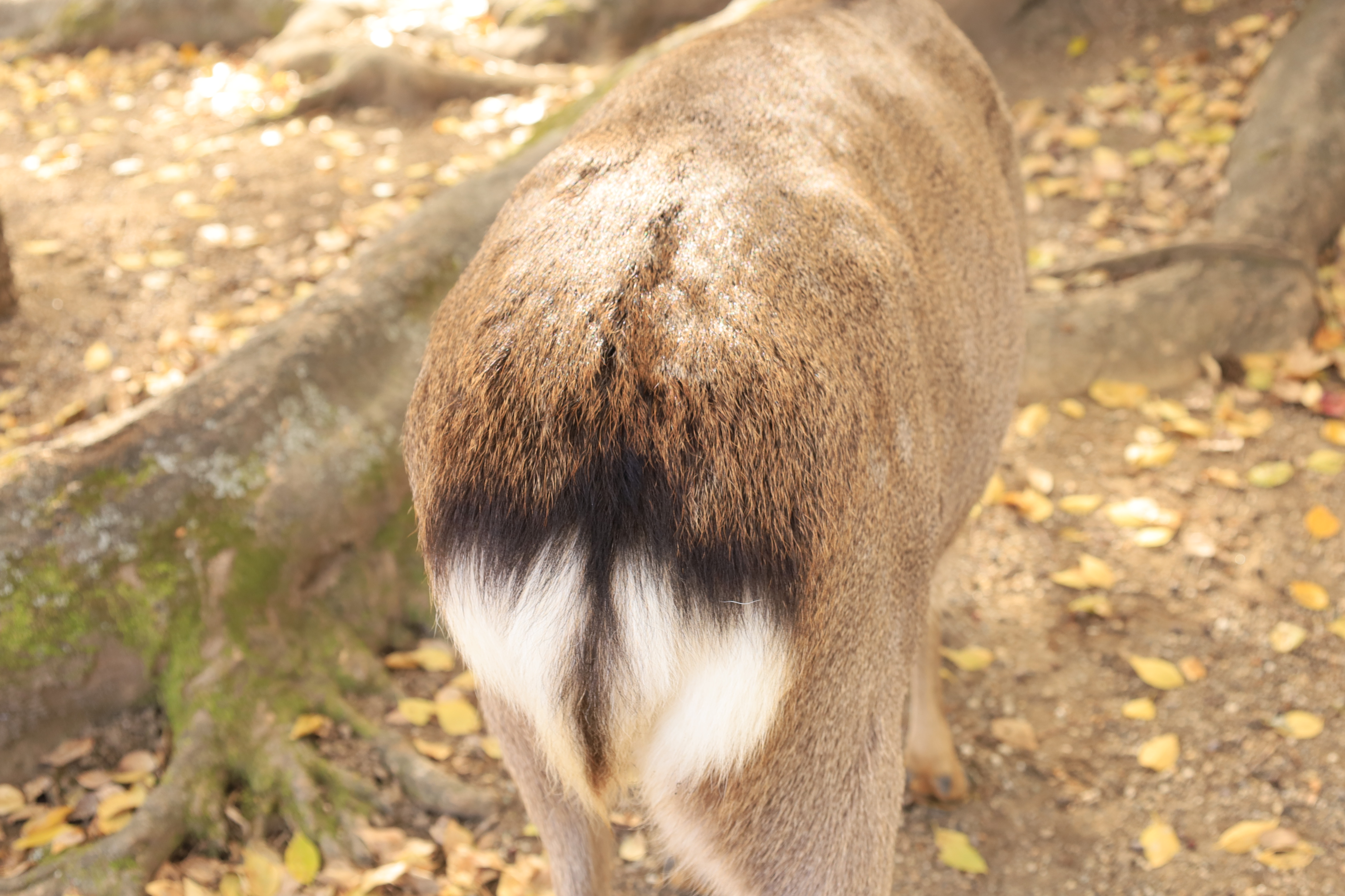 奈良公園の画像4