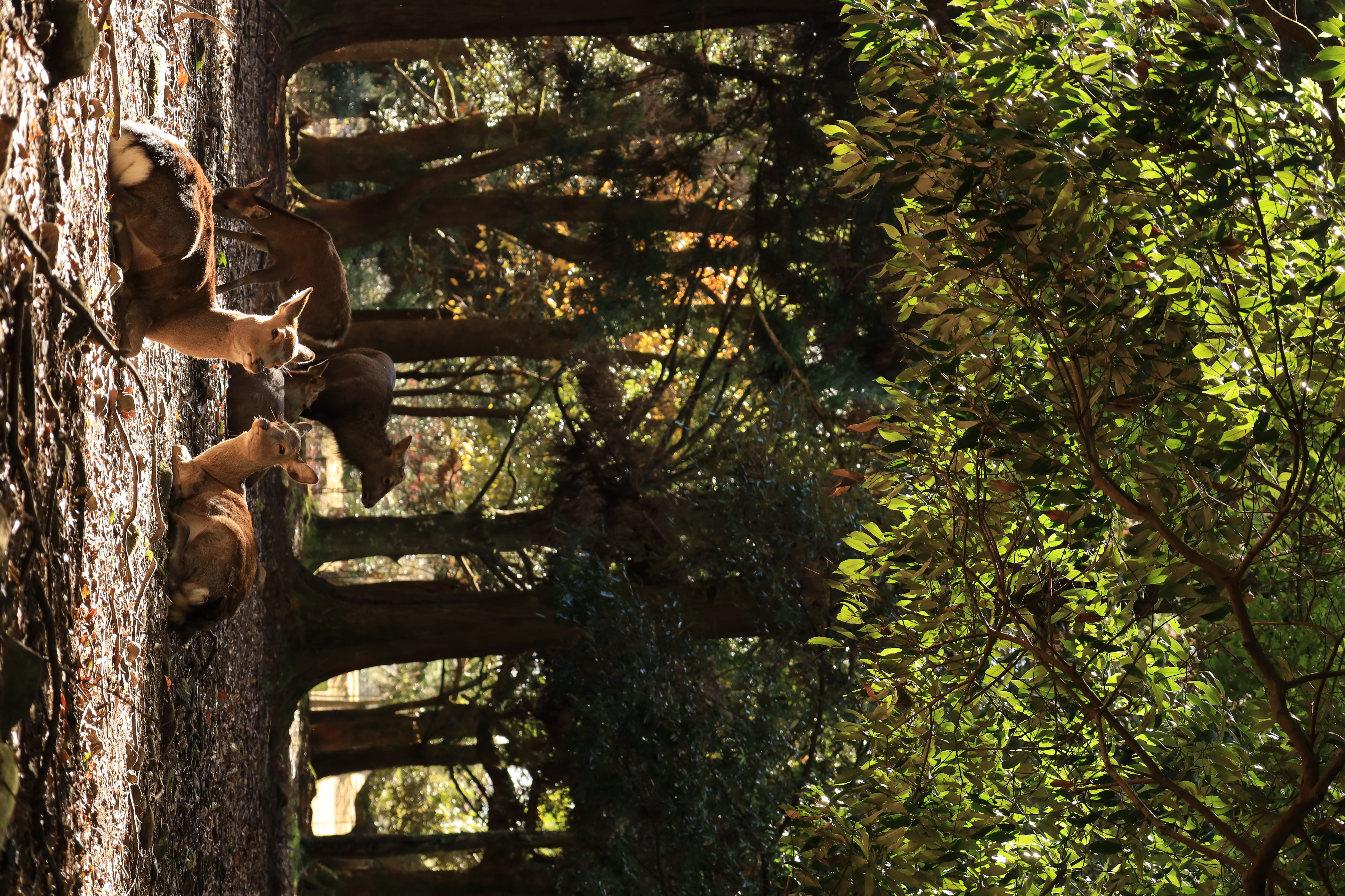 奈良公園の画像8