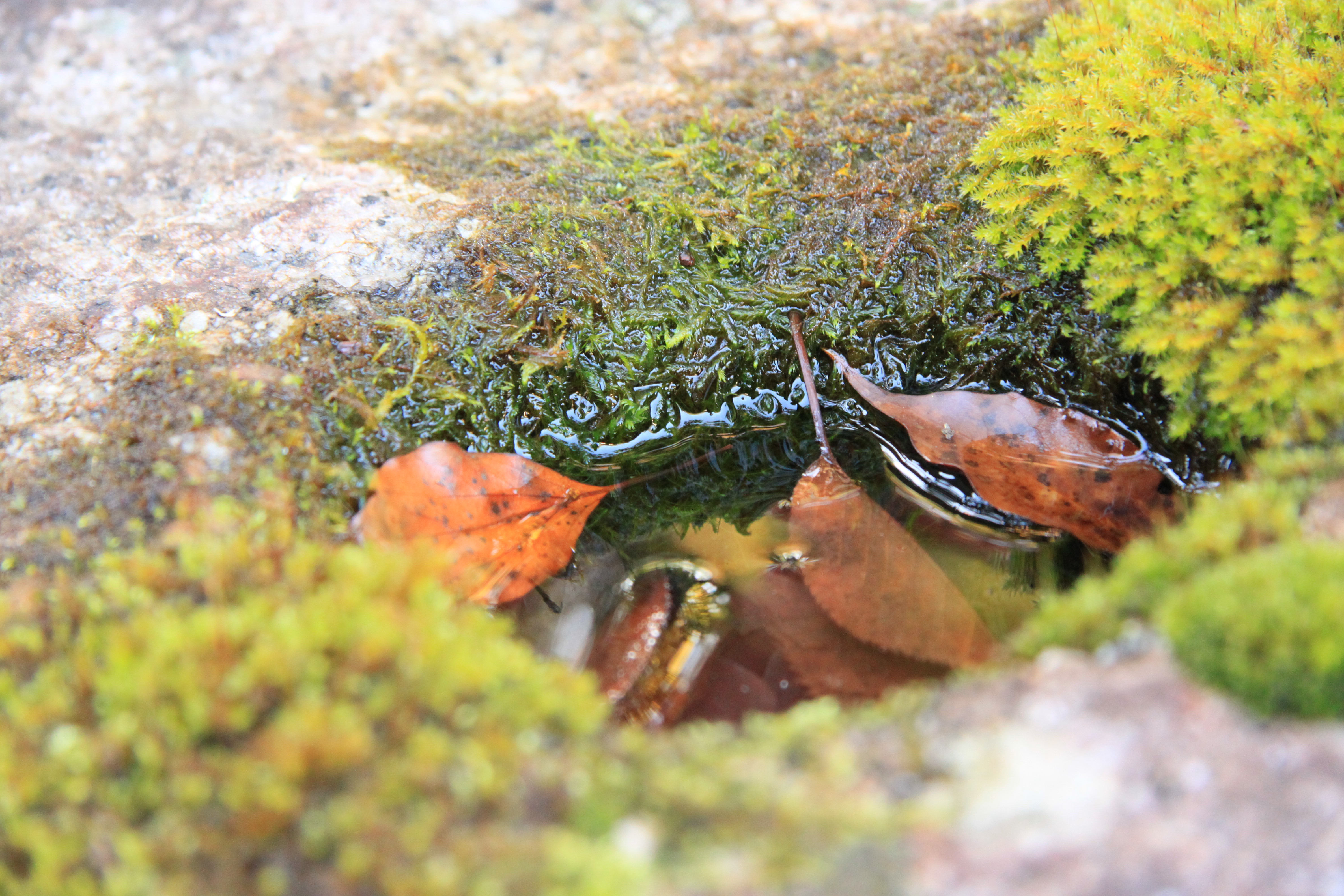 今熊野観音寺、泉涌寺の画像3