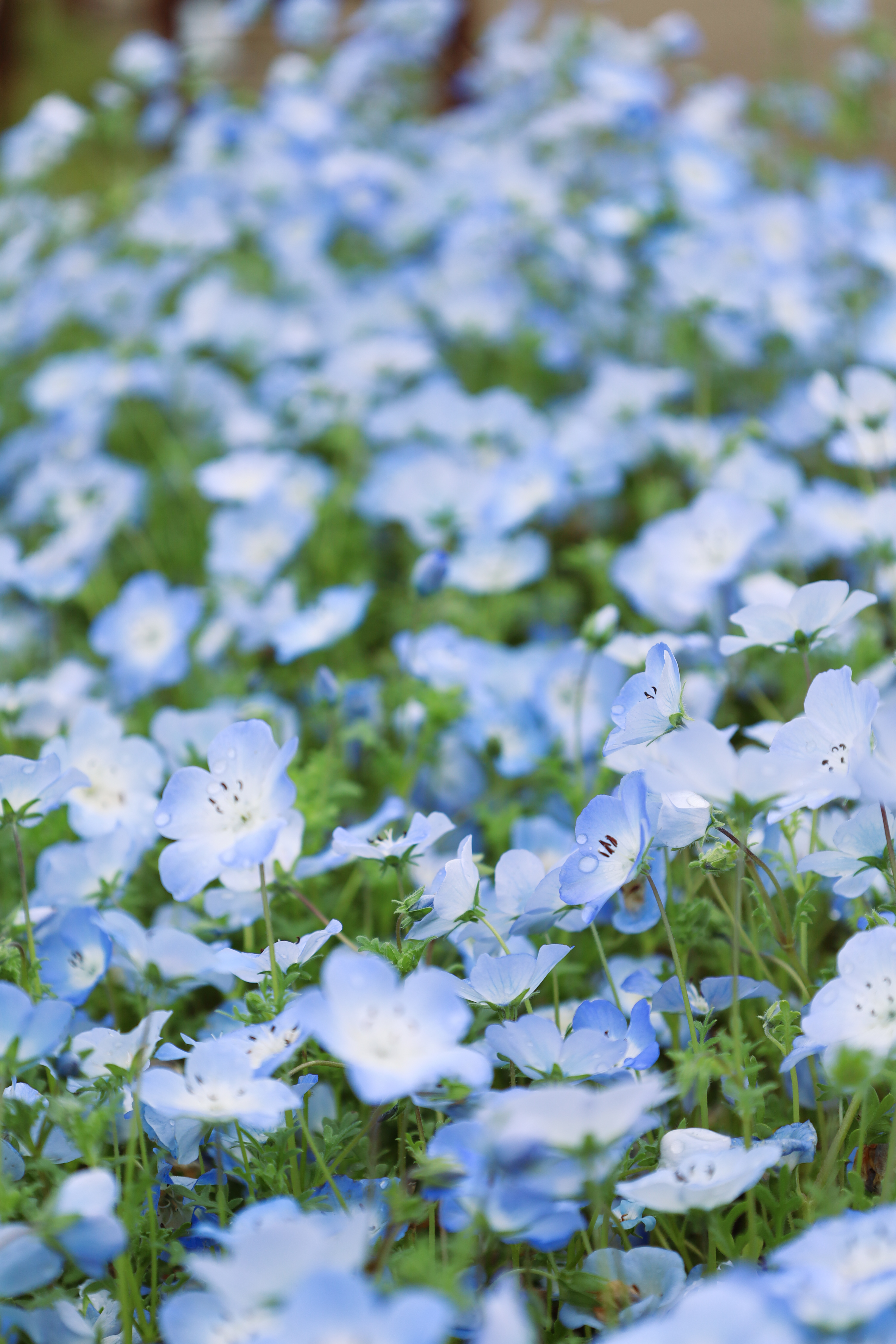 長居植物園の画像1