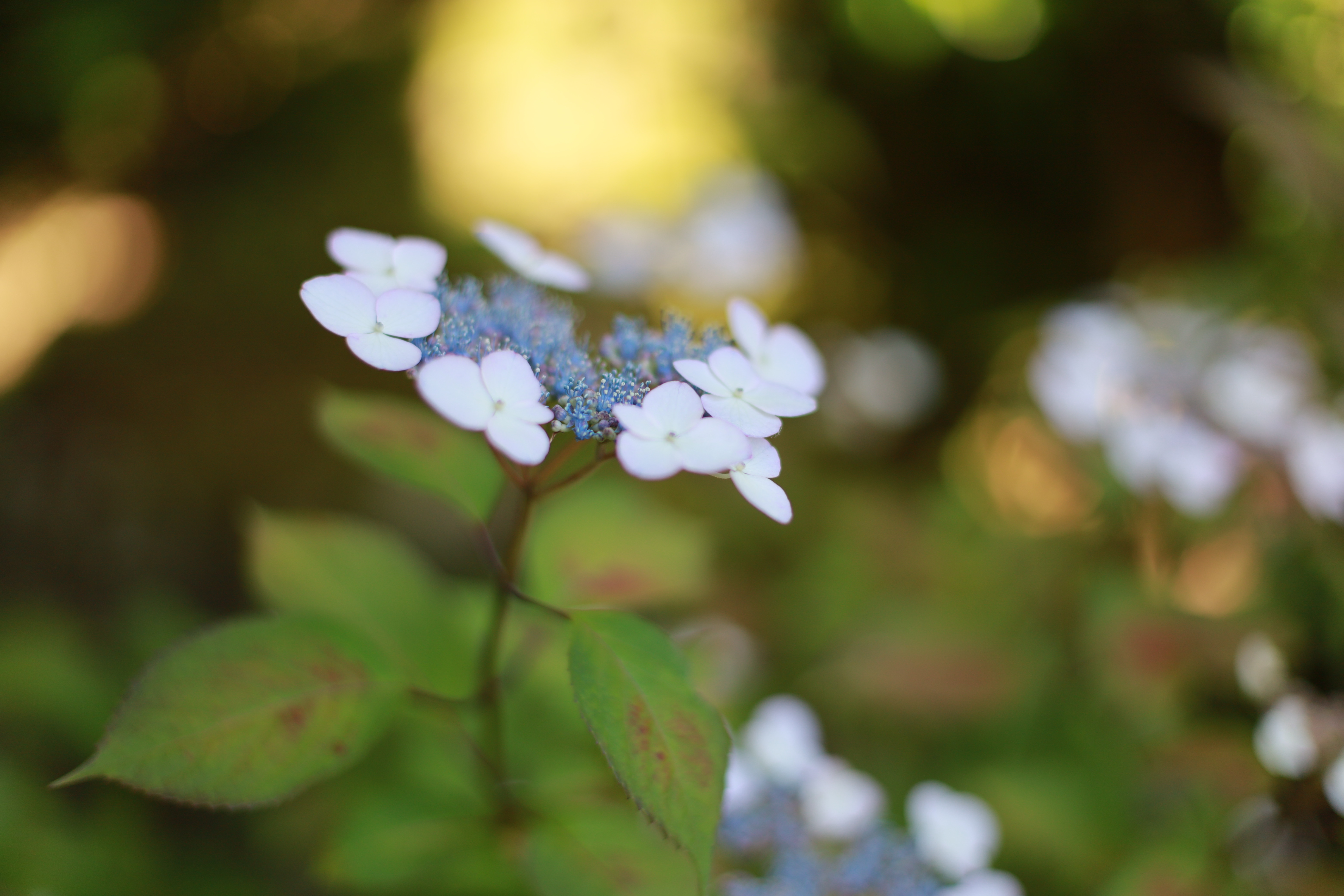 三室戸寺の画像3