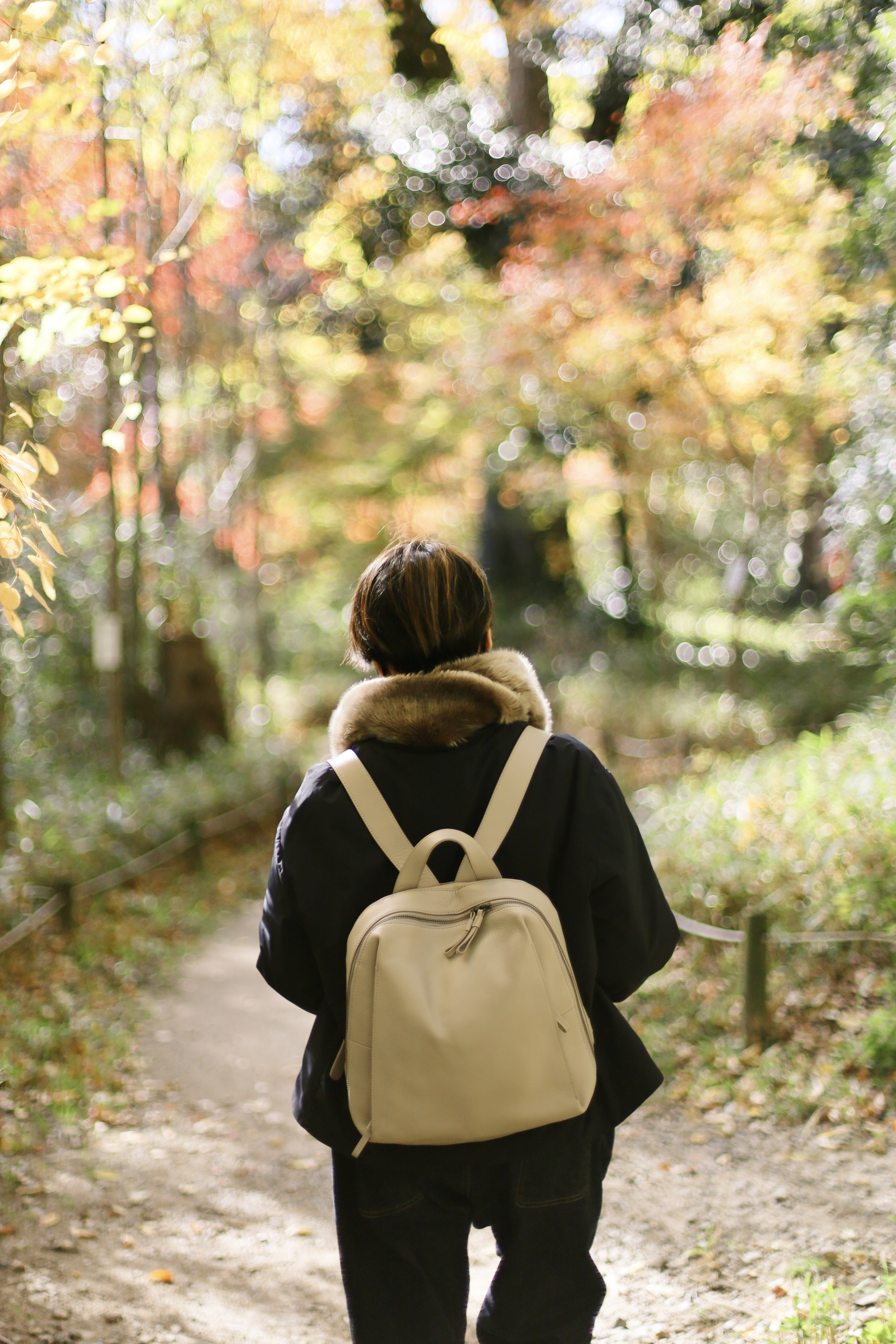 下鴨神社の画像5