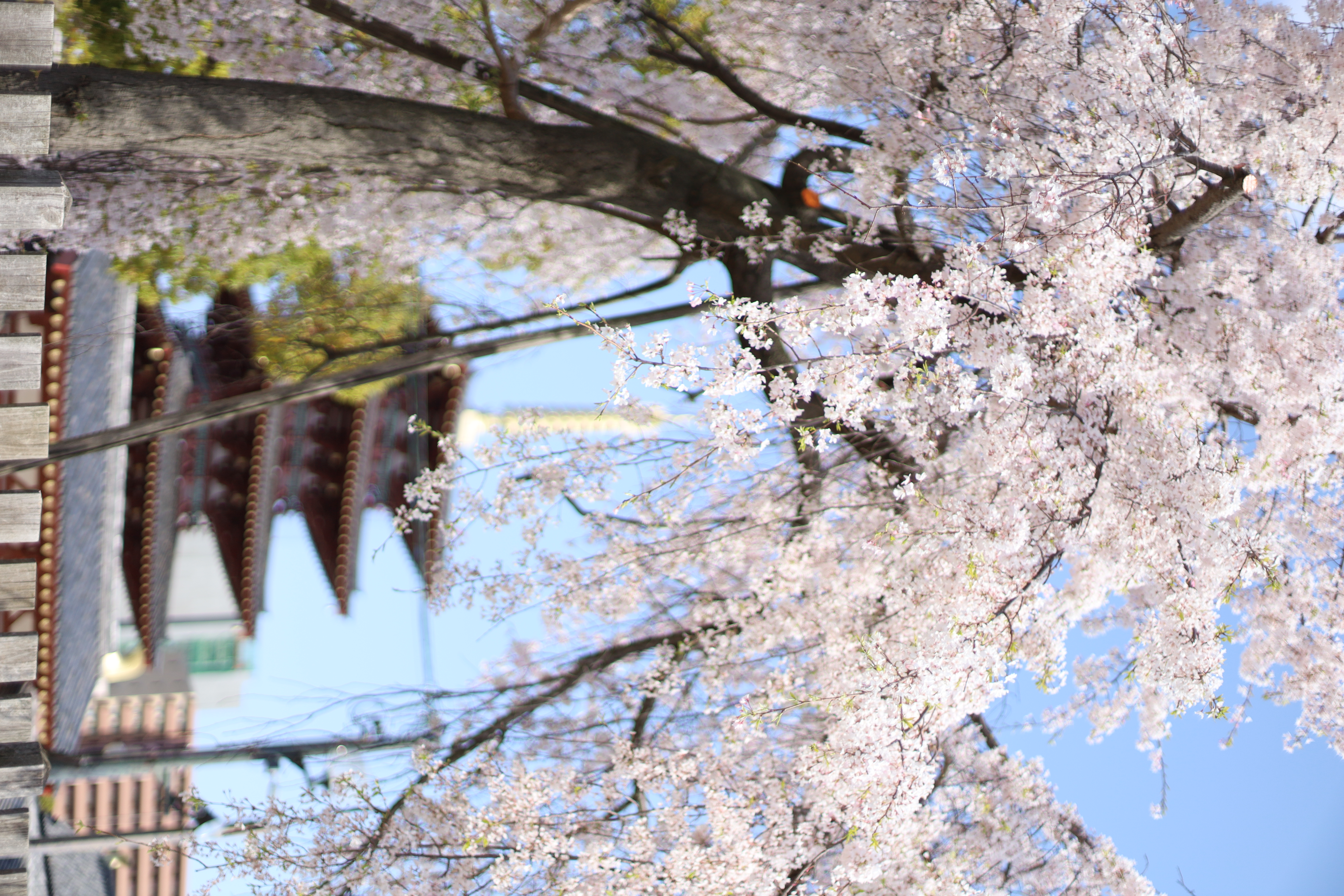 四天王寺の画像1