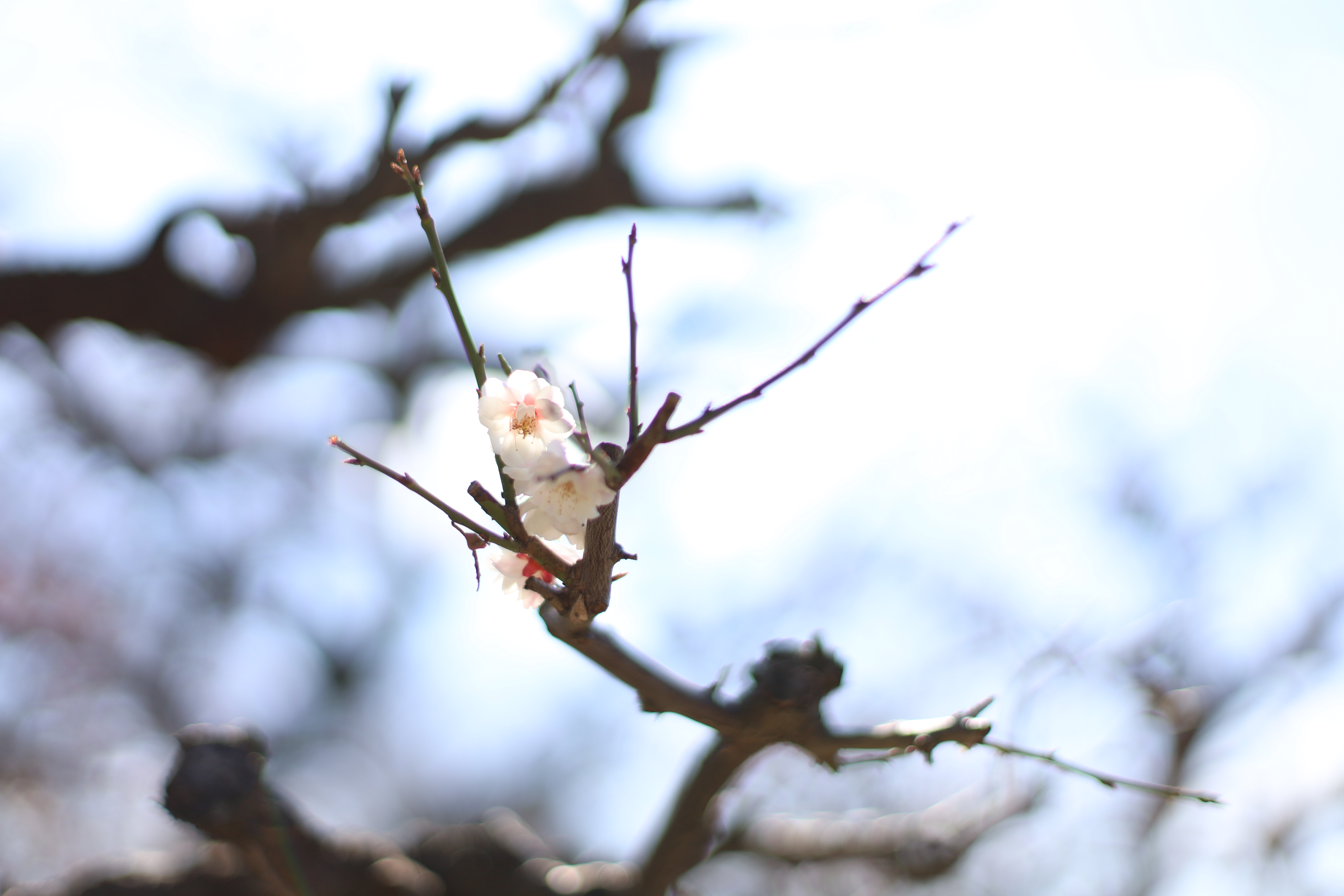 大阪城 梅林の画像8