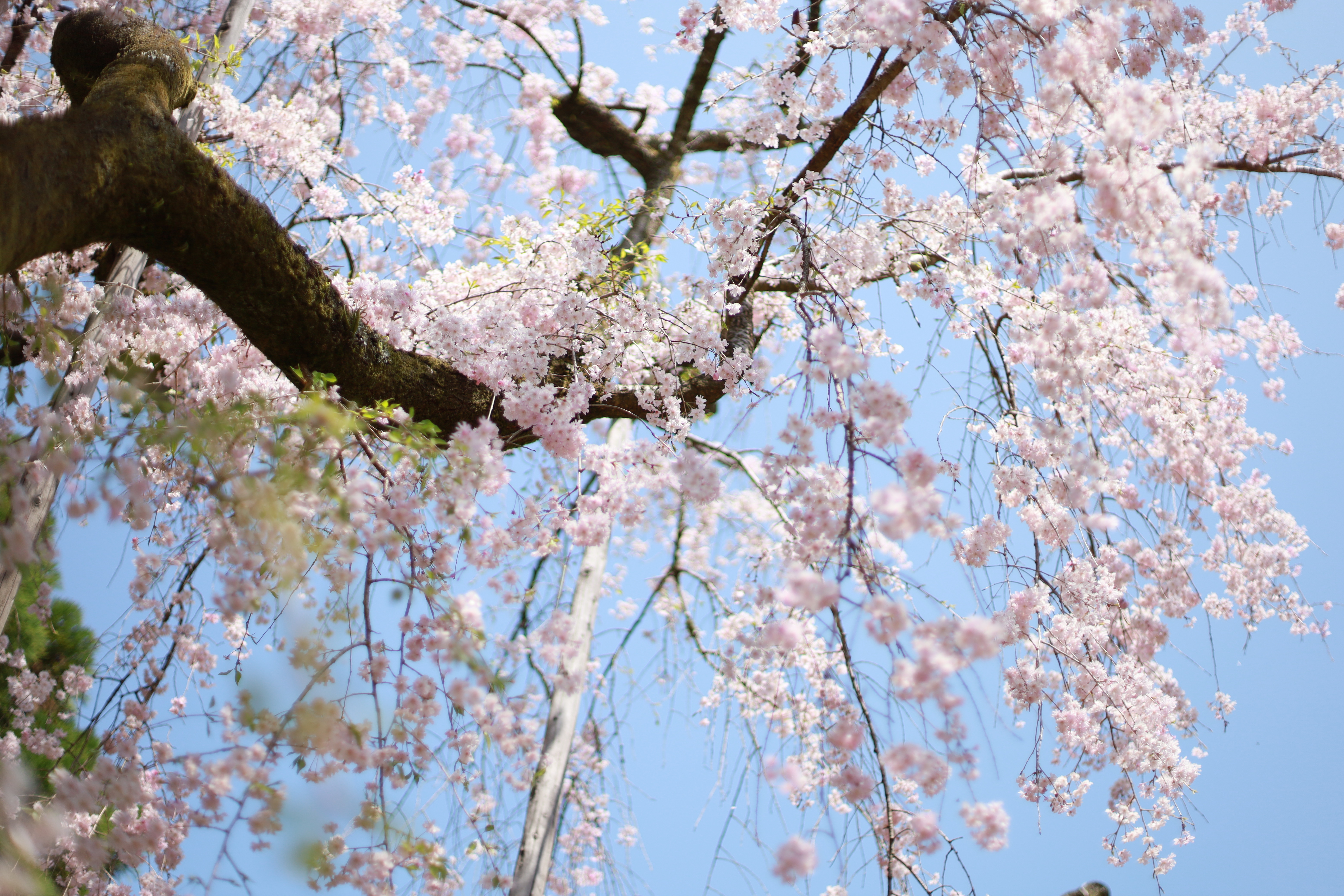 平安神宮の画像7