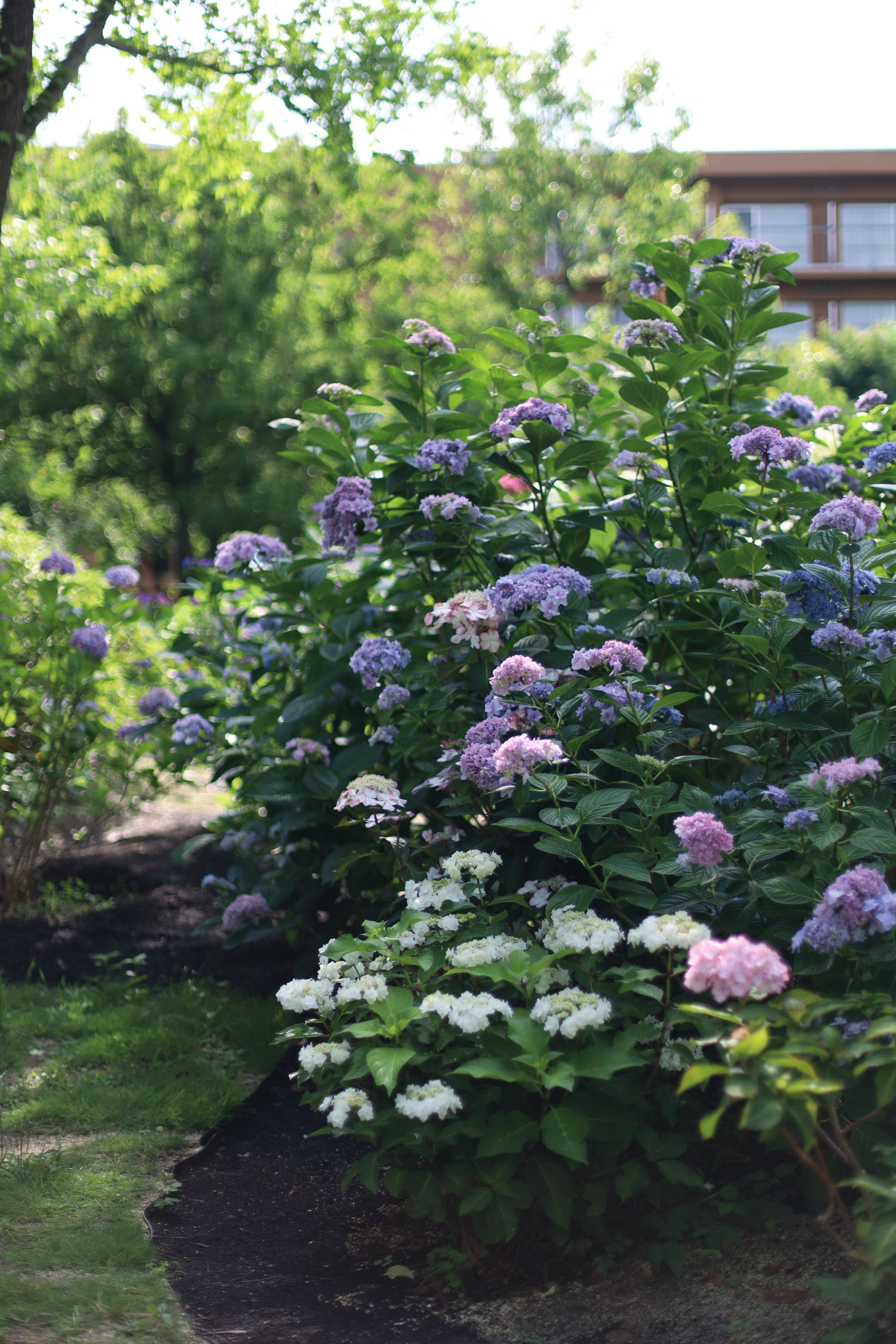 The Day Osakaの画像1