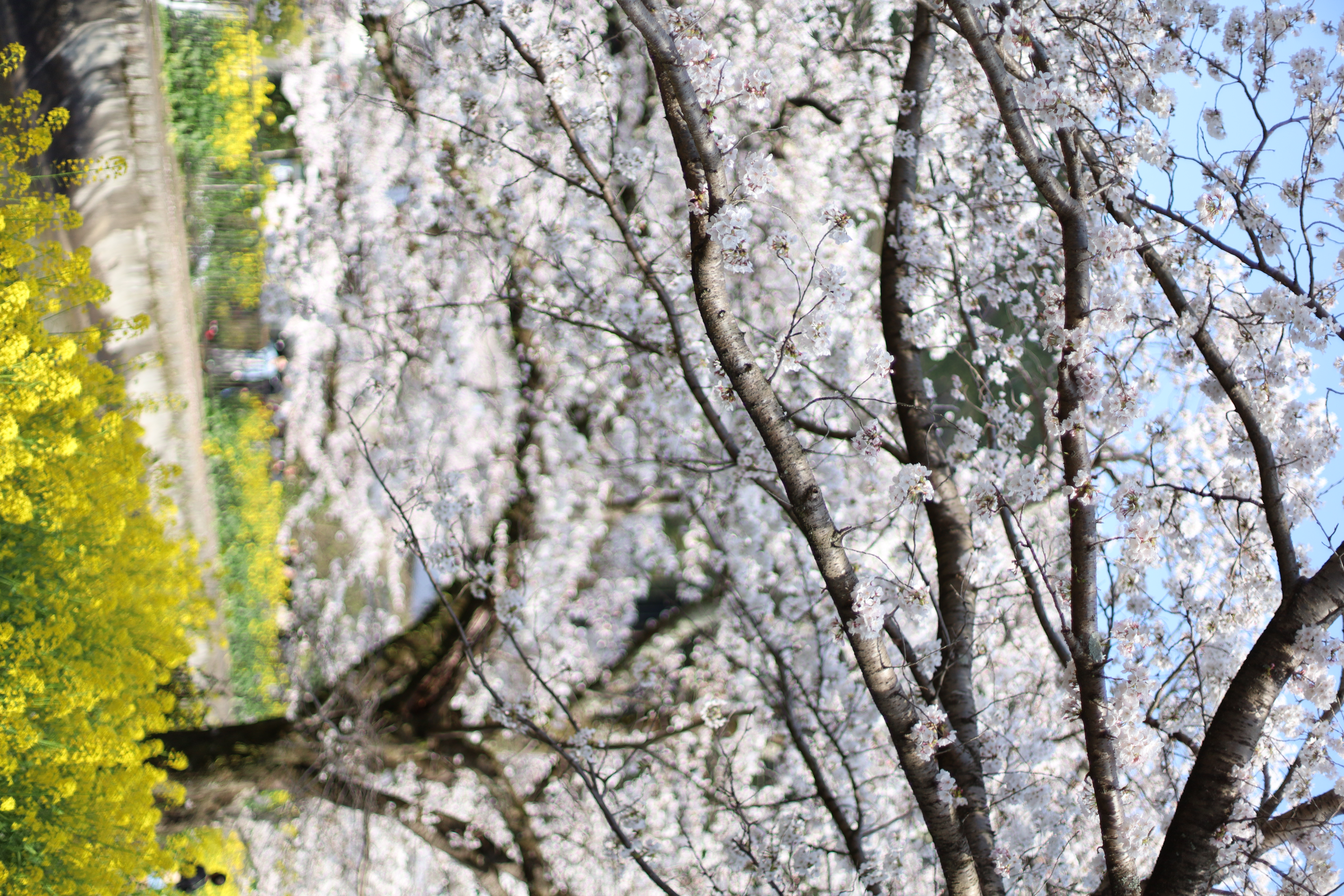 山科疏水の画像1