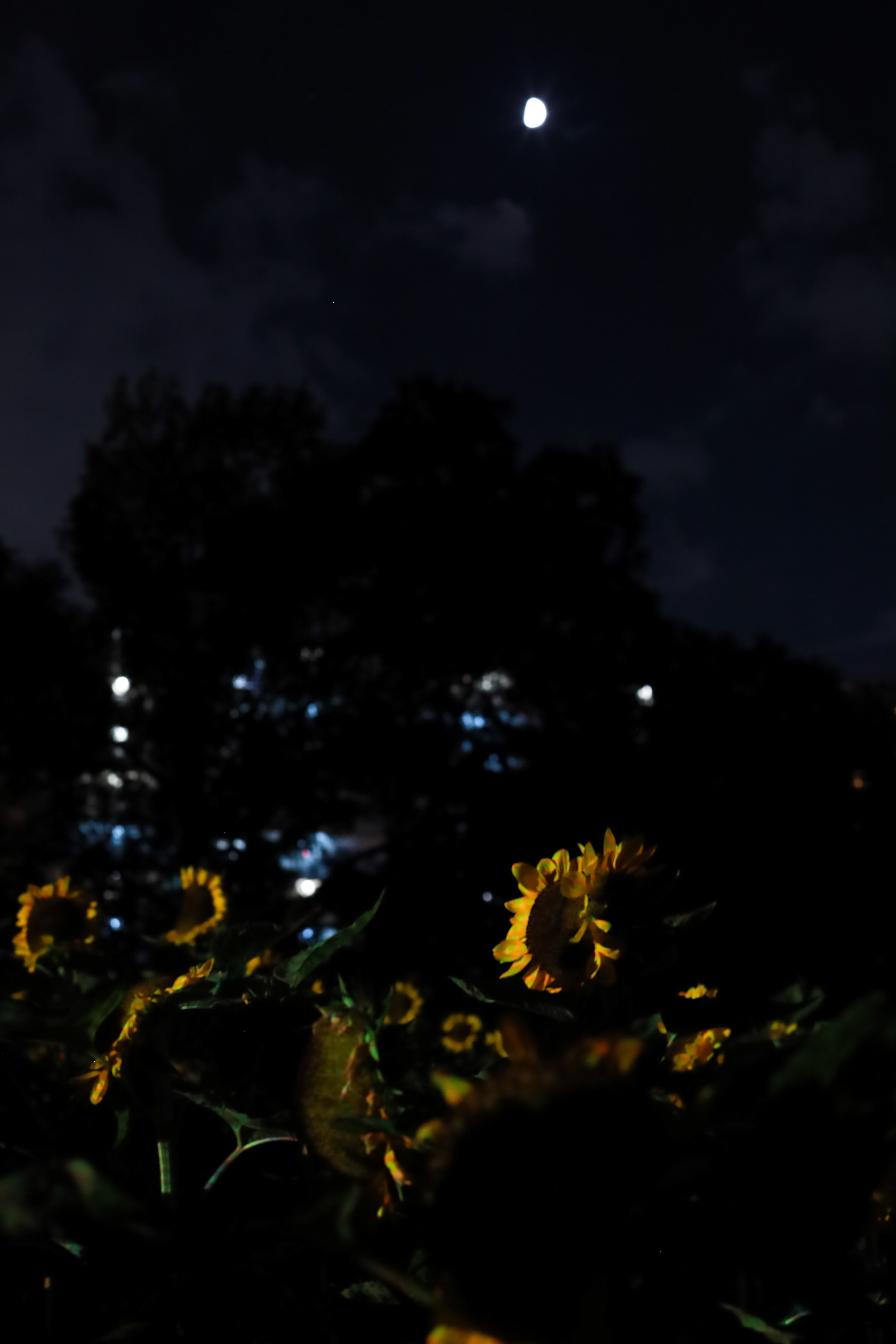 長居植物園の画像2