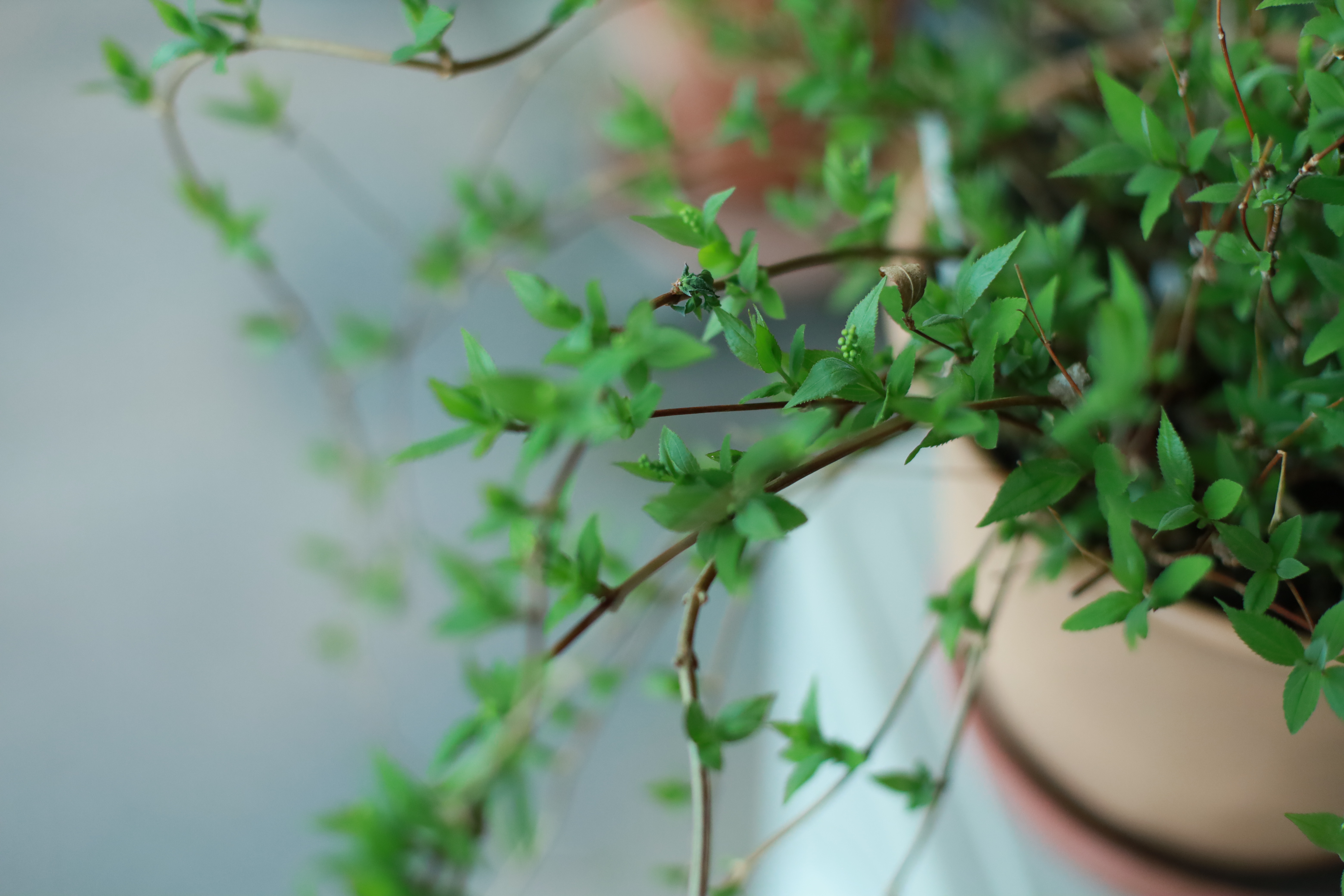 はじめての単焦点レンズの画像3