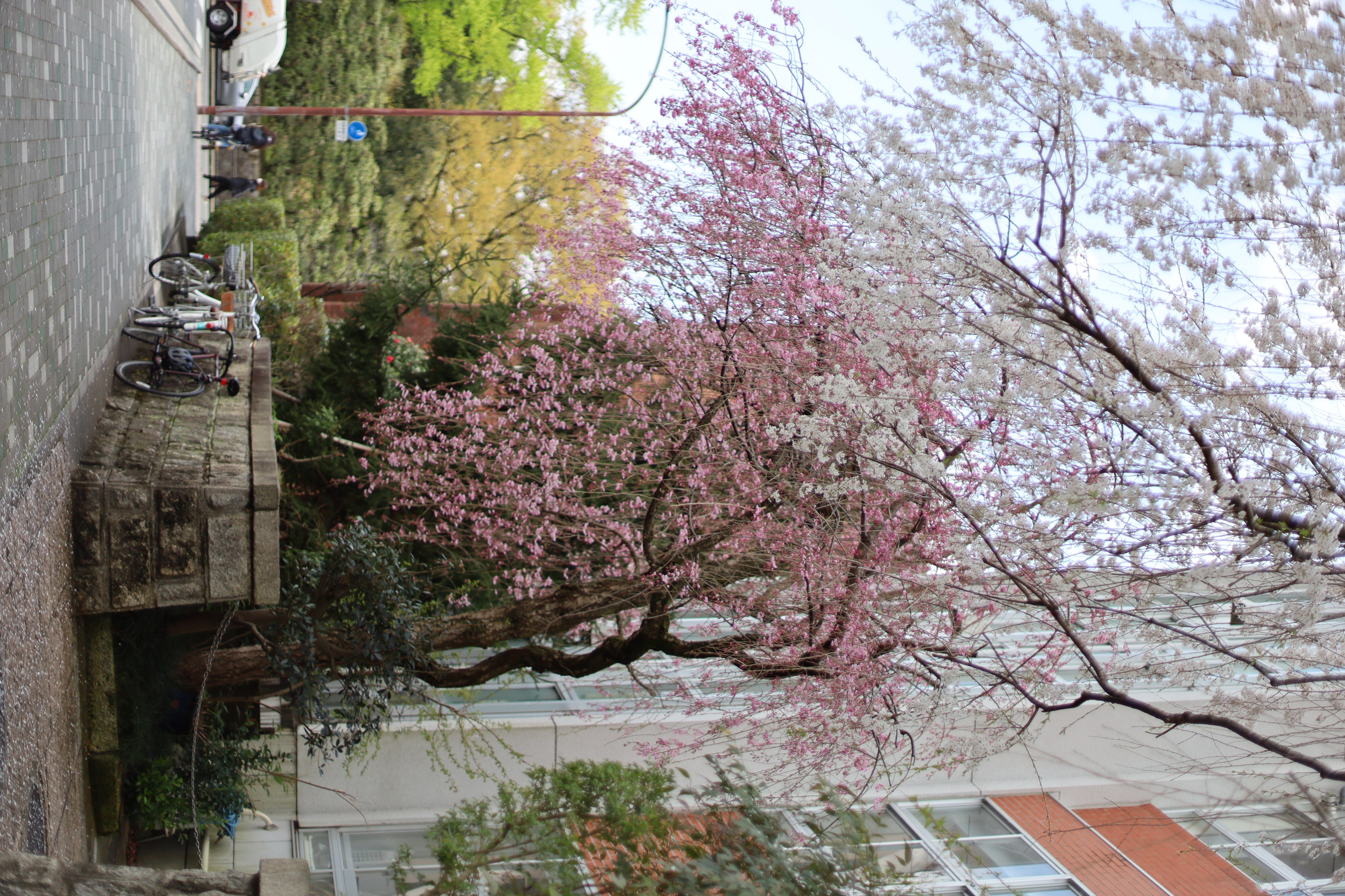 京都御所近辺の画像2