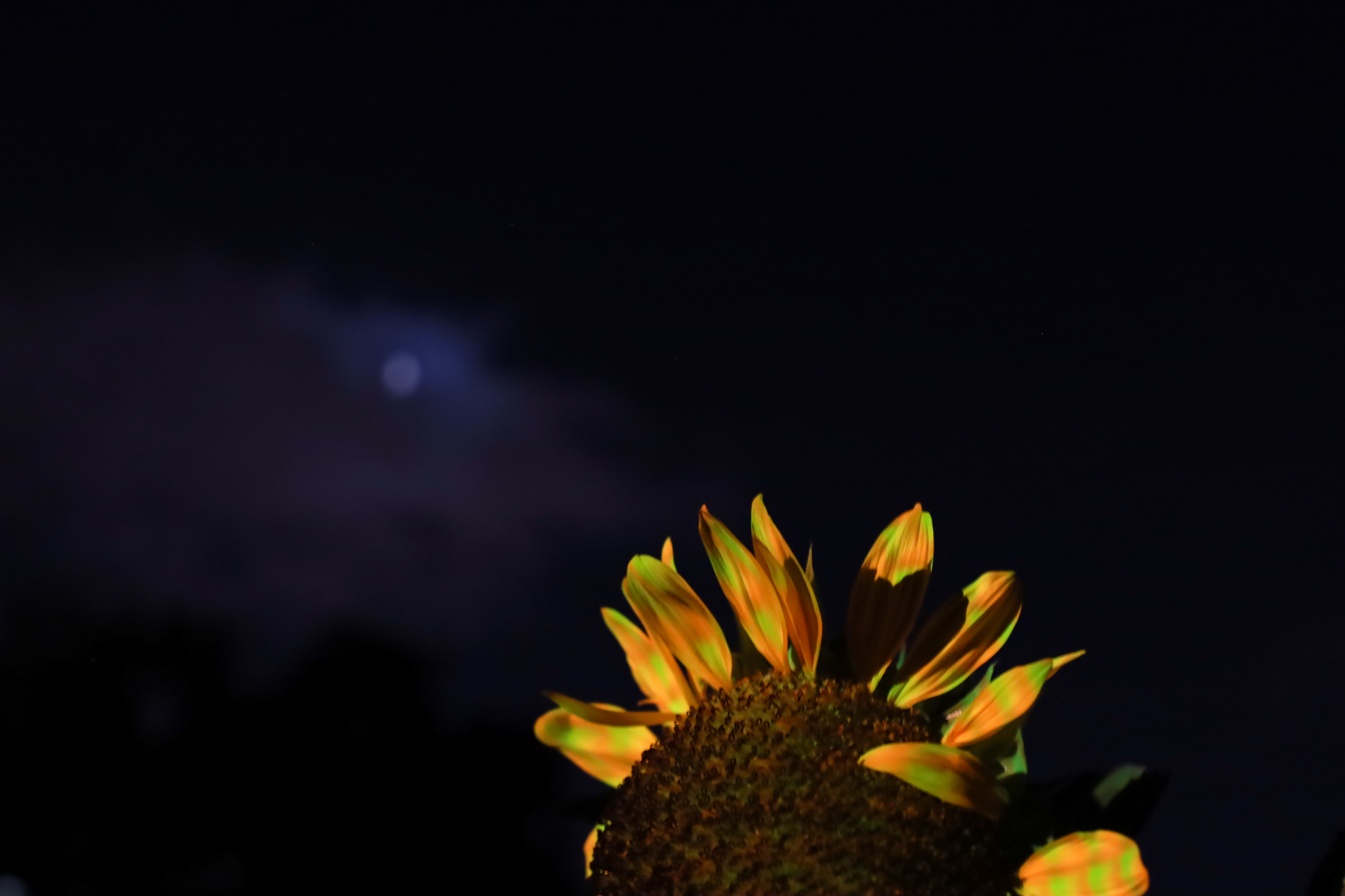 長居植物園の画像8