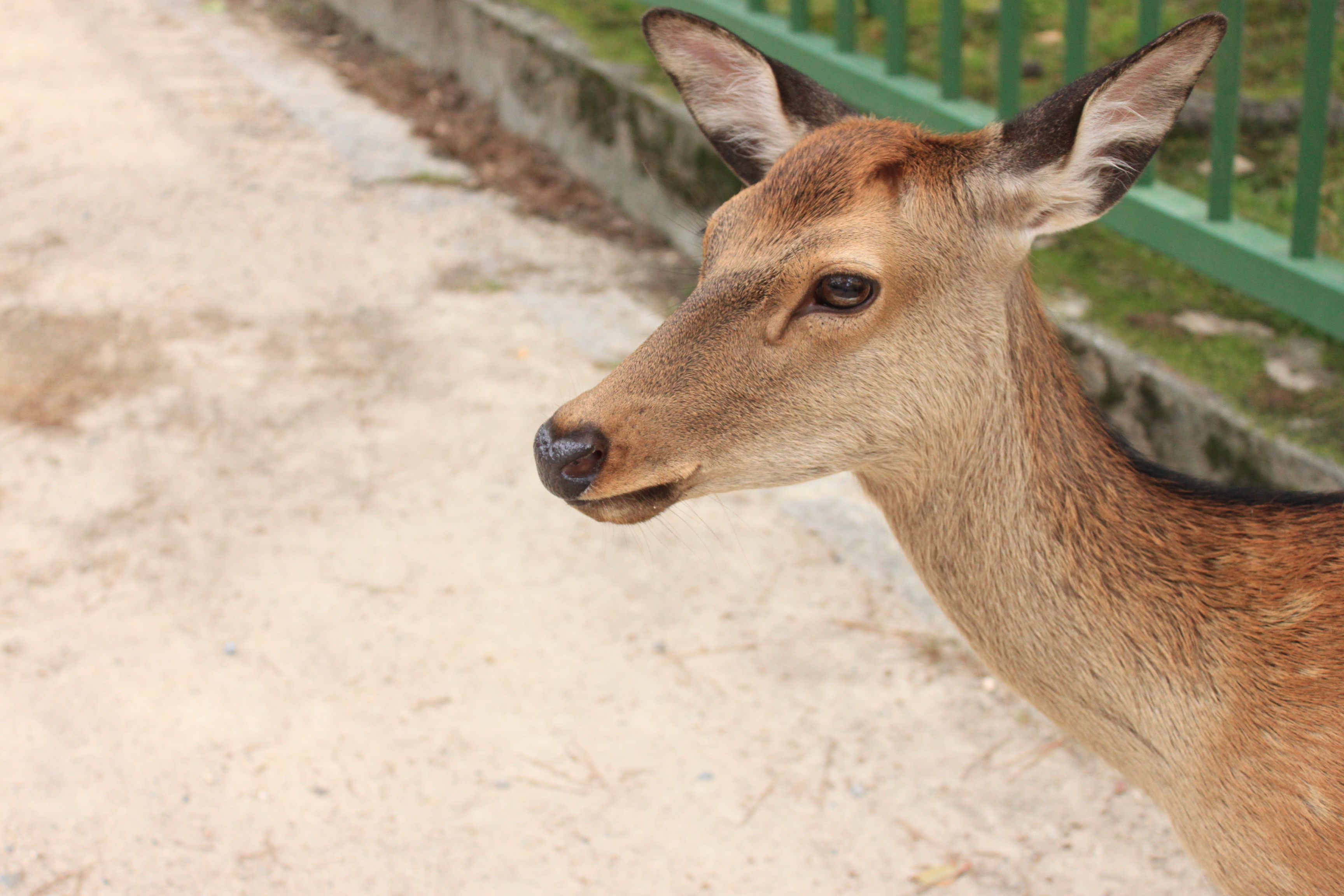 奈良公園の画像2