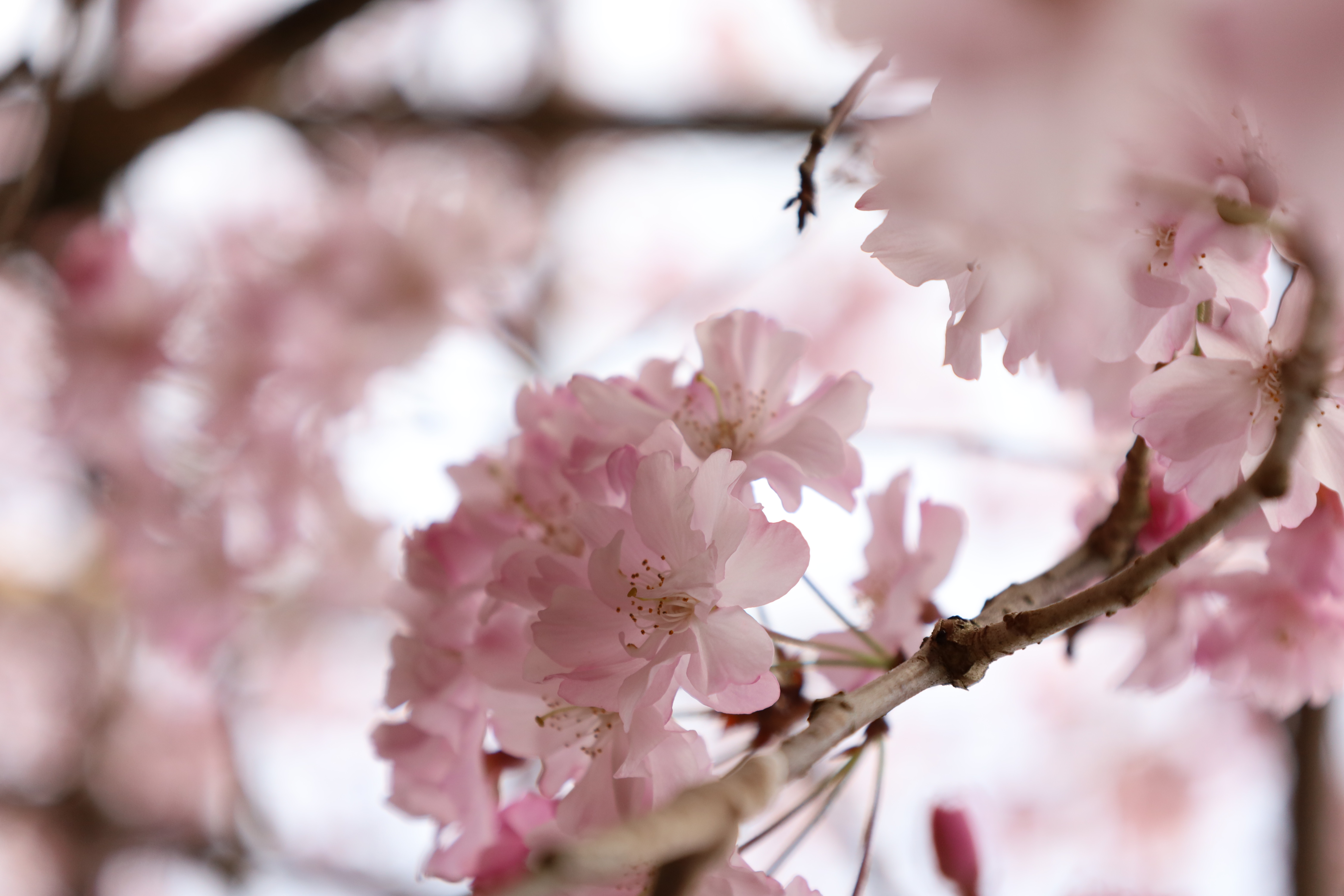 平安神宮の画像4