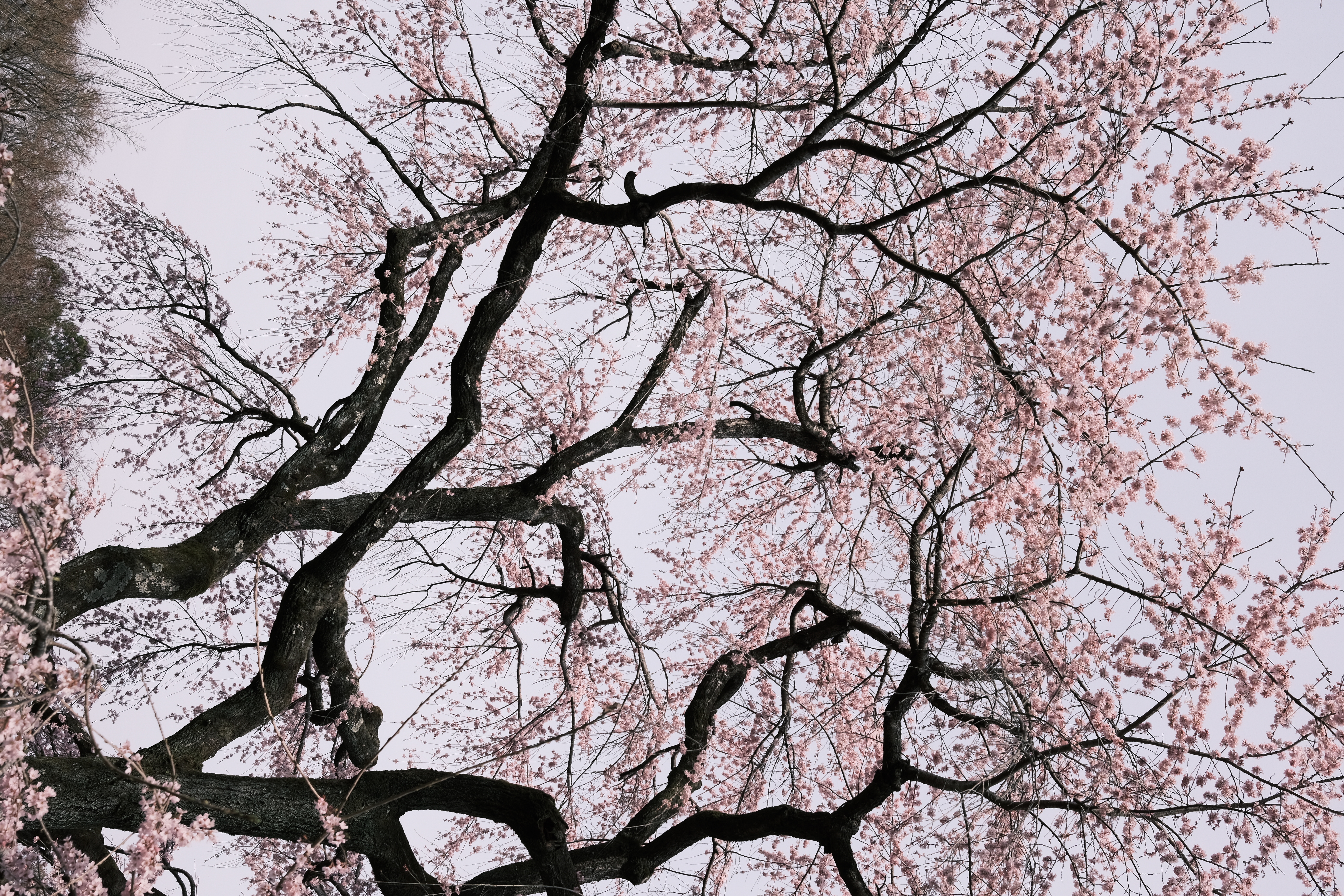 FUJIFILM X100Fと常寂光寺近辺を歩くの画像1