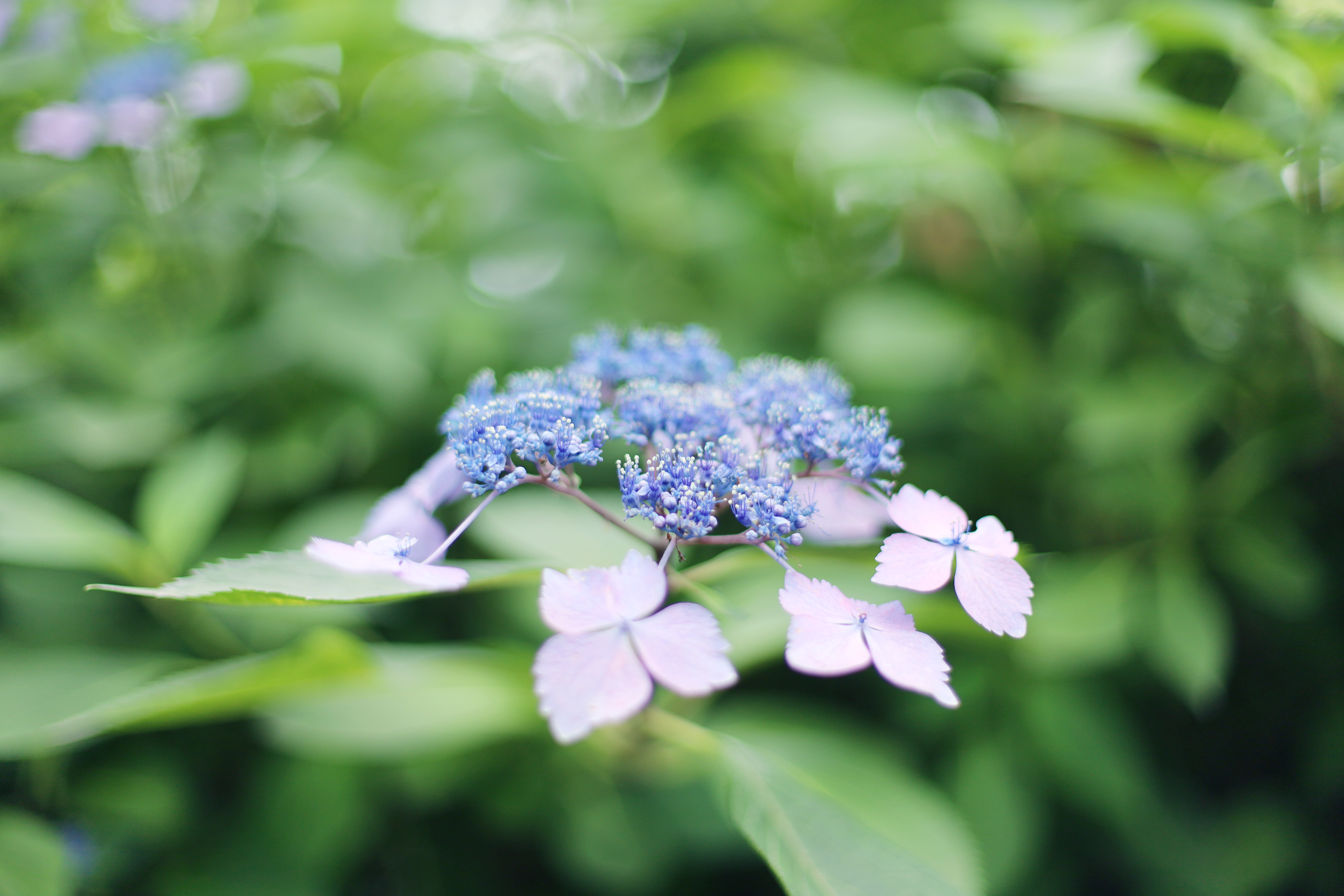 花博記念公園 鶴見緑地の画像1