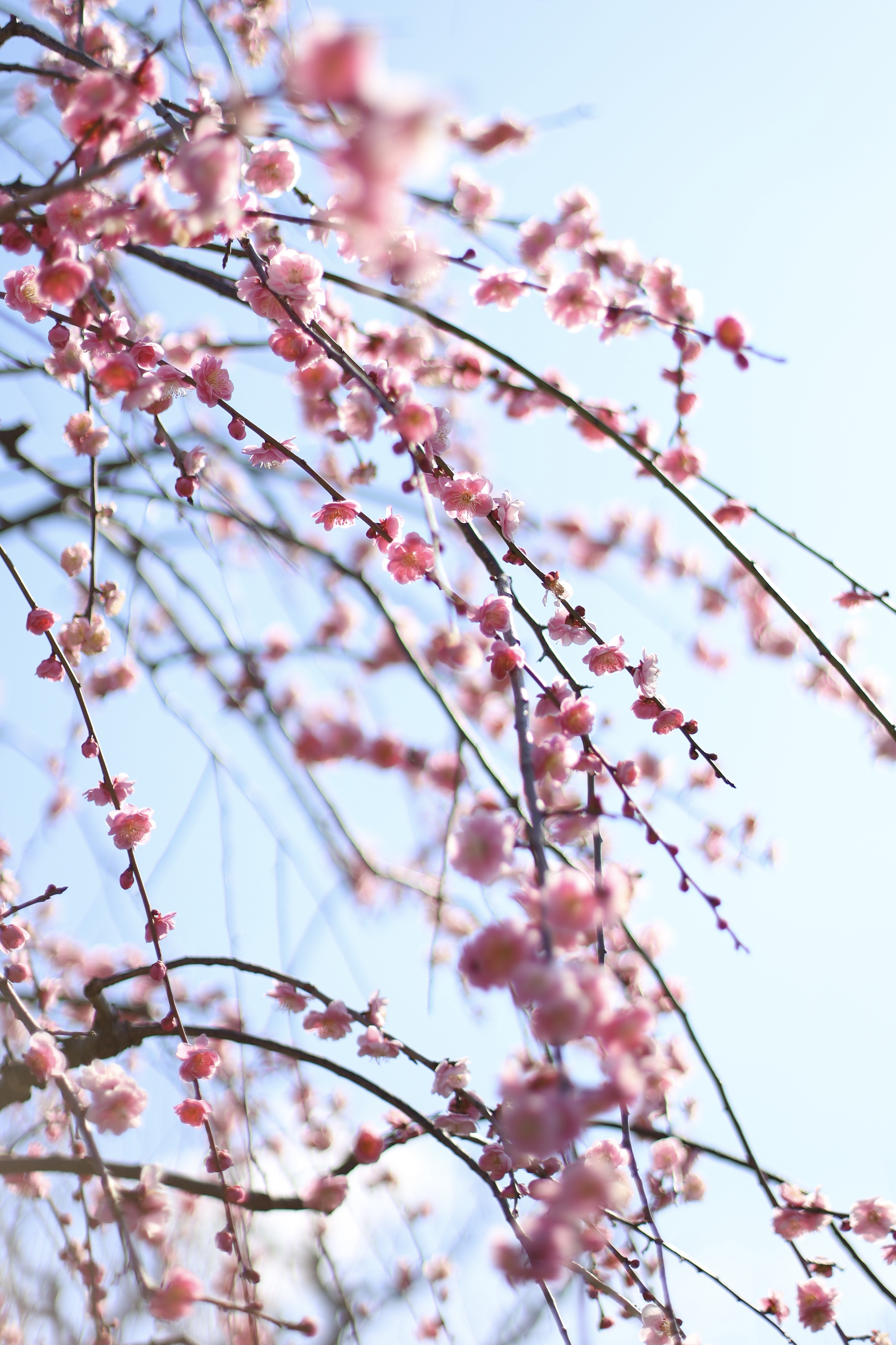 大阪城 梅林の画像2